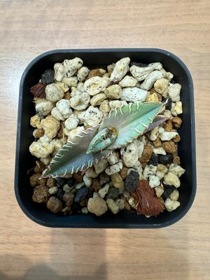 【 H-7 】oteroi seedling ①