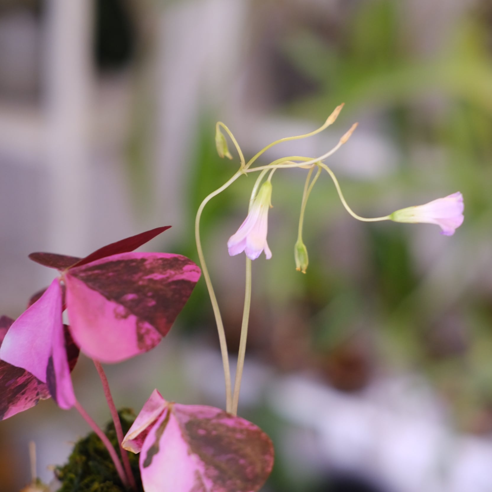 Oxalis triangularis variegated｜オキザリス トライアングラリス