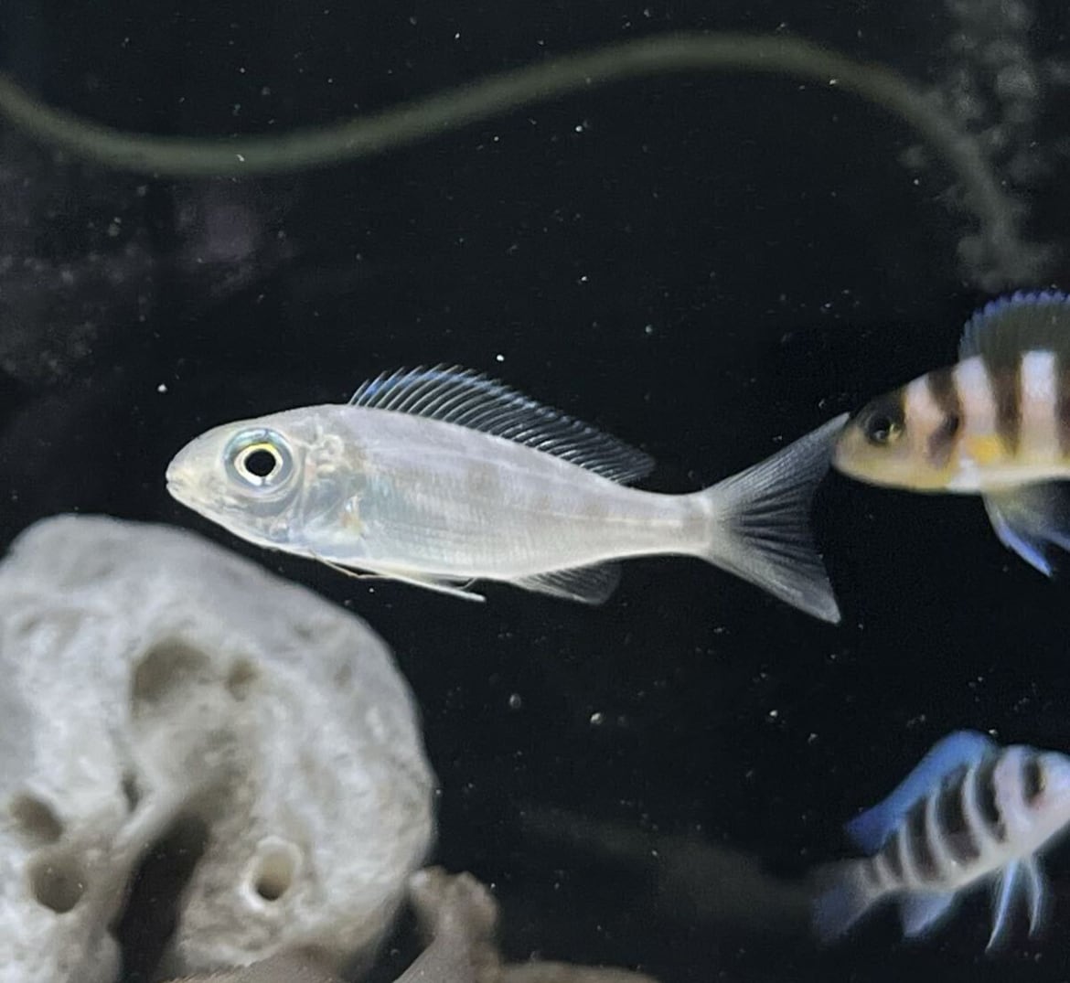 洋書　TANGANYIKA SECRETS タンガニーカ シクリッド Amazon.co.jp: タンガニイカ シクリッド ガイド 自然図鑑 2 洋書 Guide