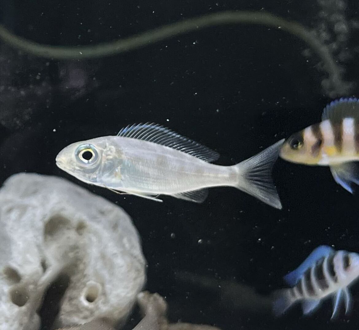 キアソファリンクス フルシルァー レシャ Cyathopharynxfurcifer Resha 超希少 美麗シクリッド アフリカンシクリッド タンガニイカ湖 1匹