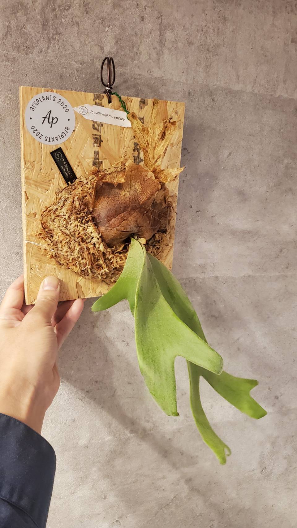 P.Willinckii cv. Eppley 【artPLANTs】ビカクシダ/Platycerium