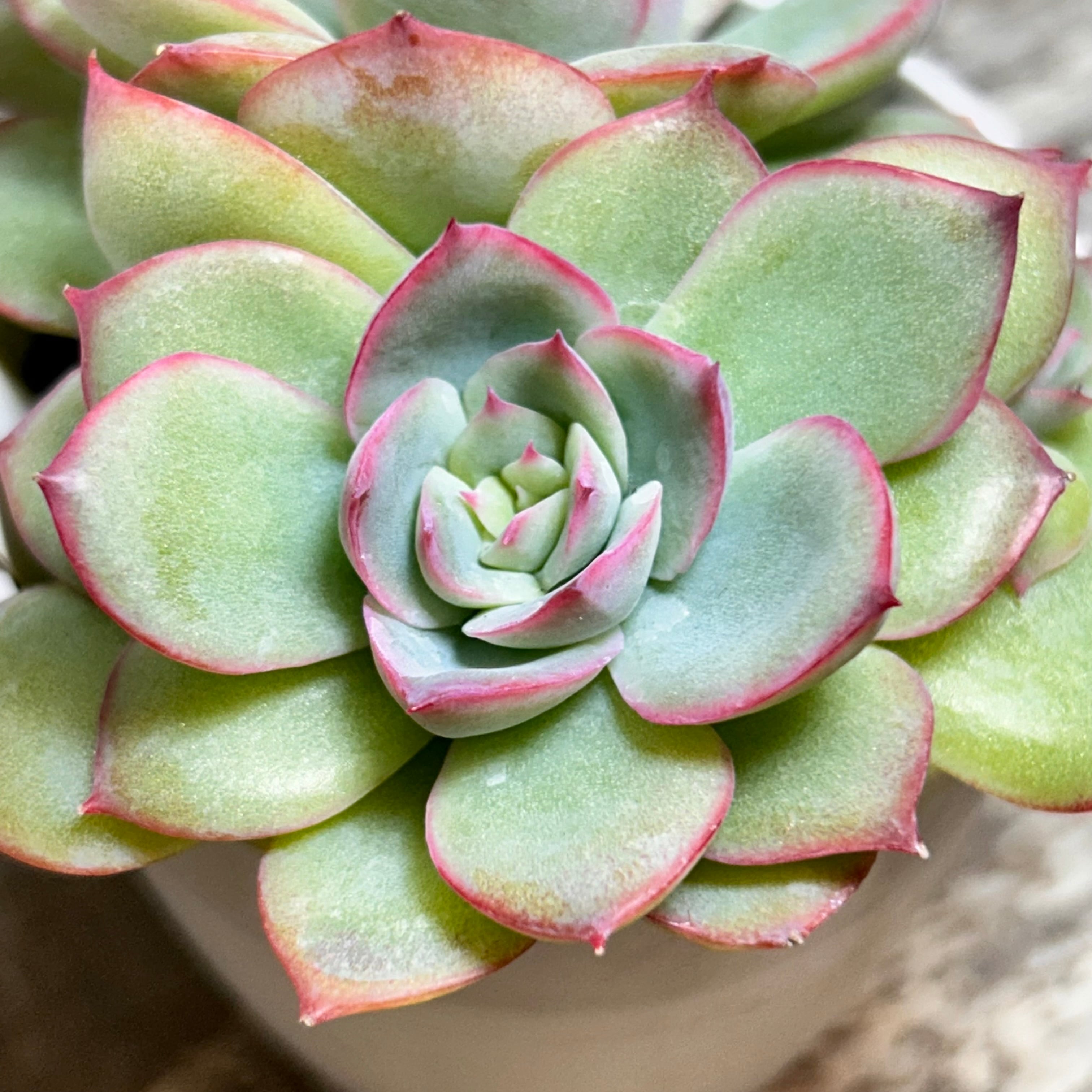 シルエット | RuPo 多肉植物専門店