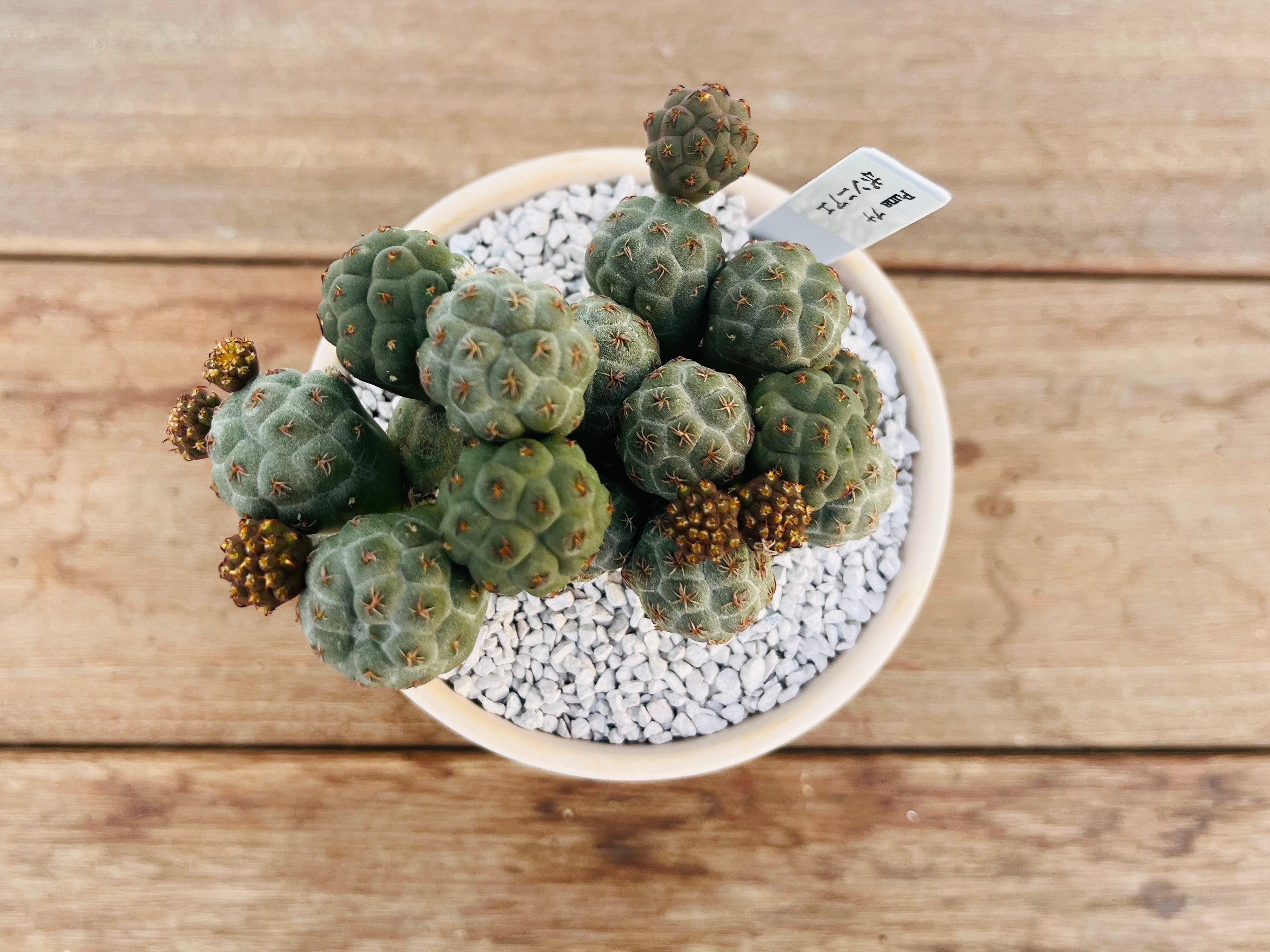 Puna bonnieae プナ ボンニアエ サボテン | plants MARU ーサボテン