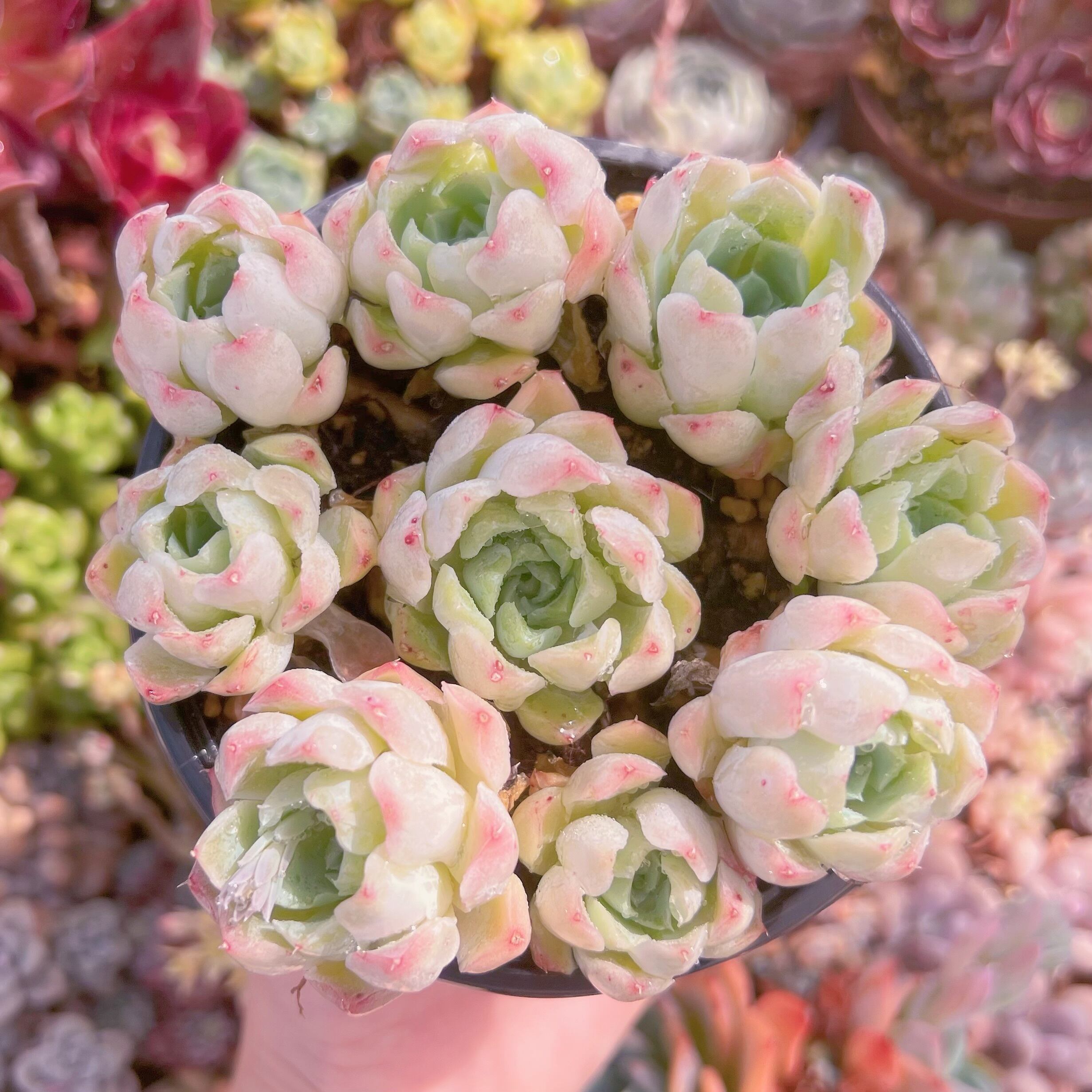 現品　 薔薇月影#734　古株　るる農園