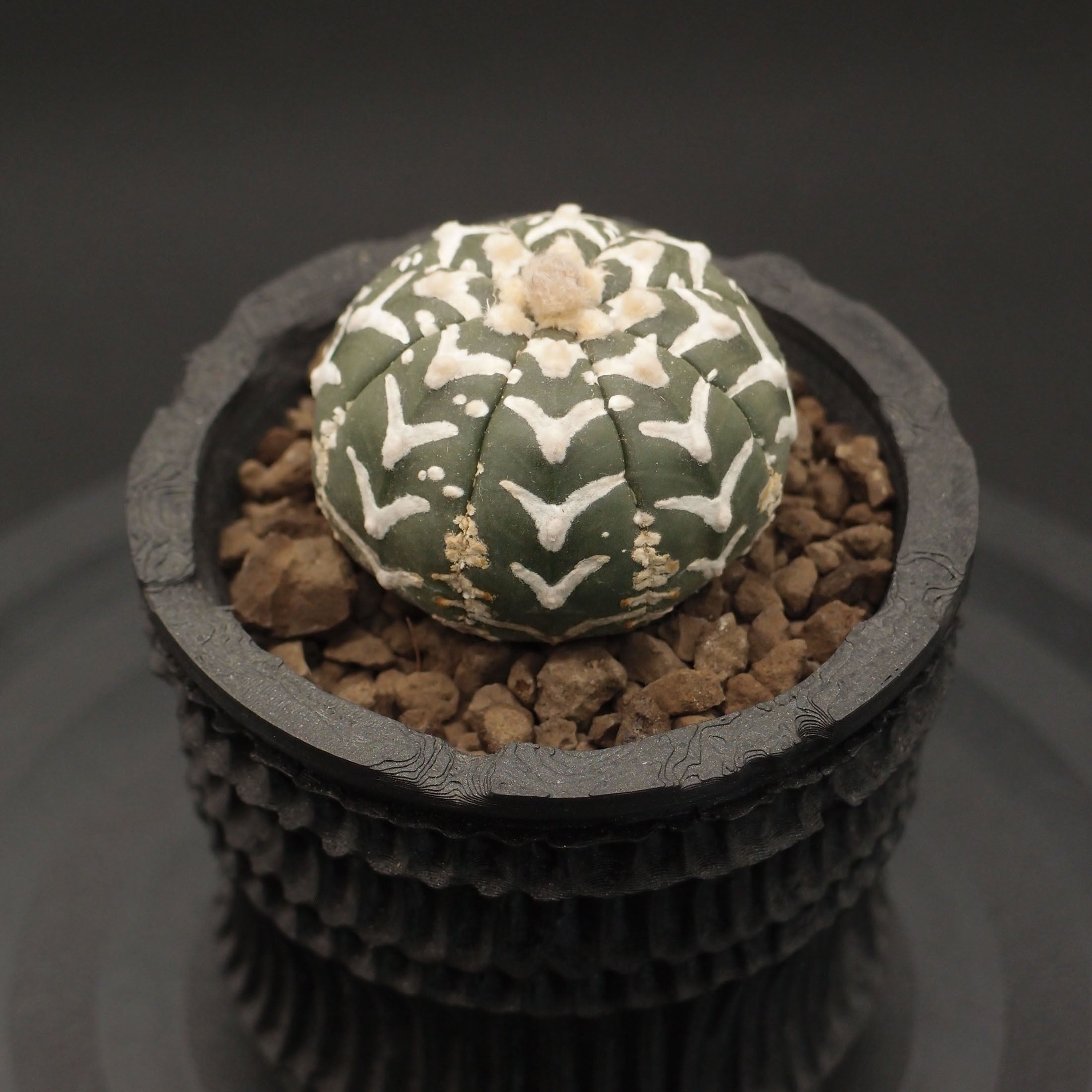 サボテン | 万緑 BAN RYOKU