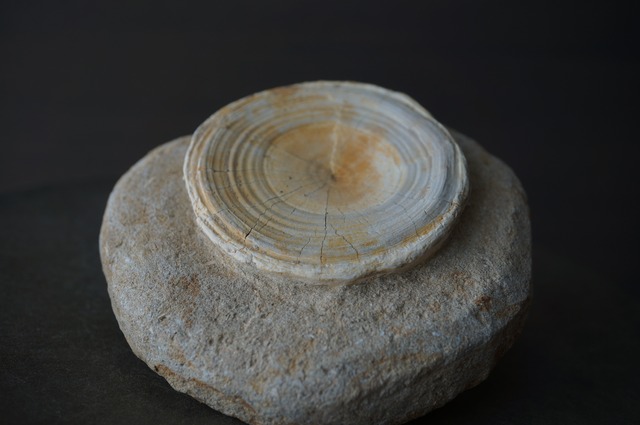 モロッコ産サメ脊椎化石 Otodus obliquus 2426