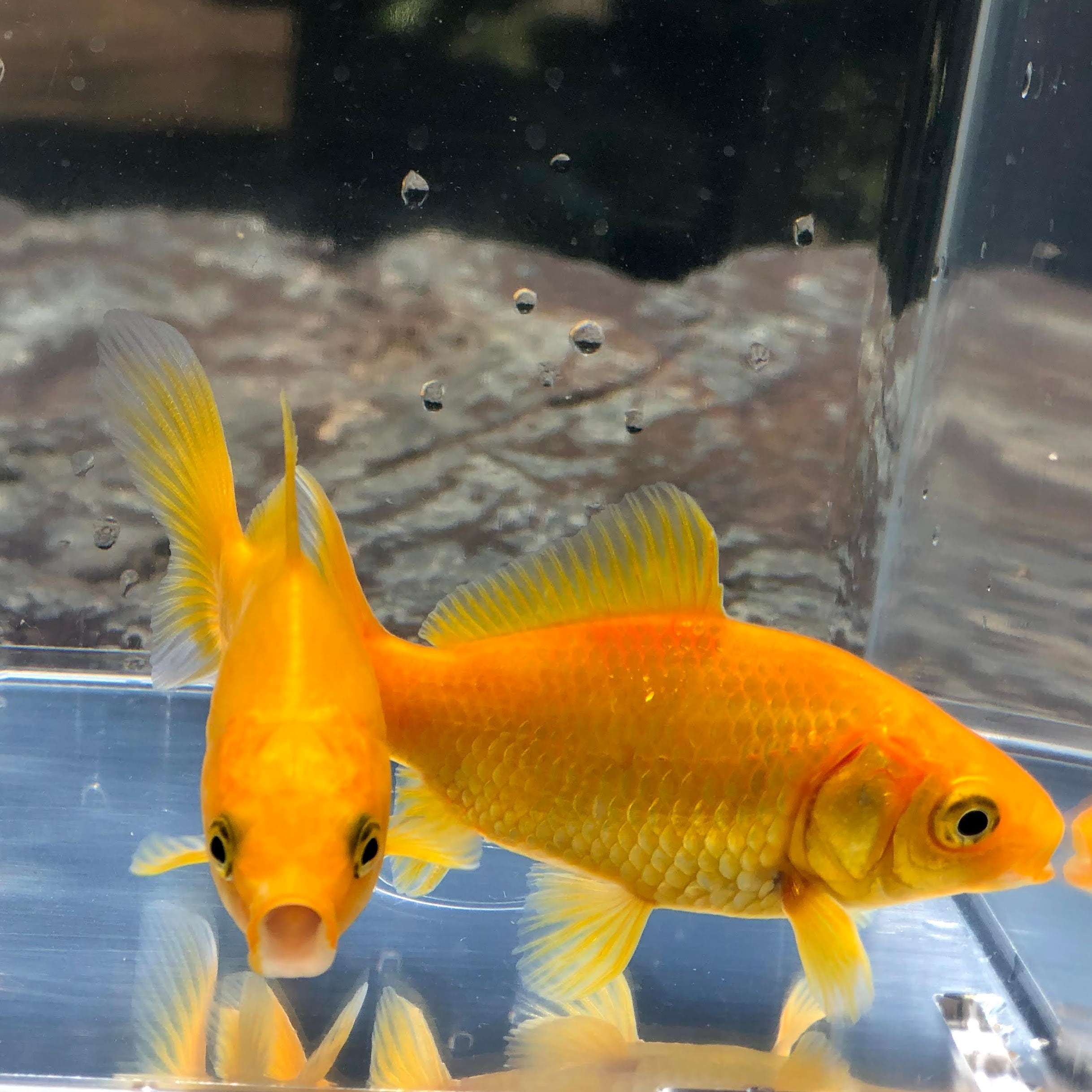 特大 イエローコメット 三歳 (国産金魚 まるで錦鯉 美個体)の通販はau 