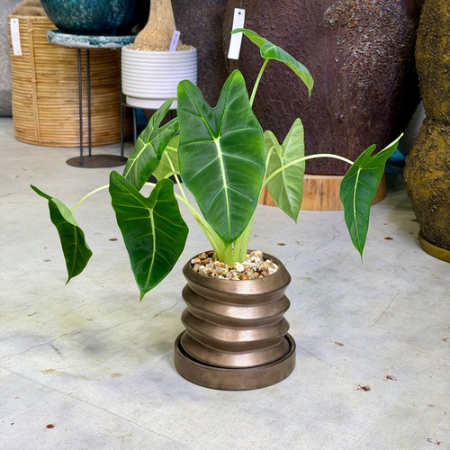 アロカシア・グリーンベルベット