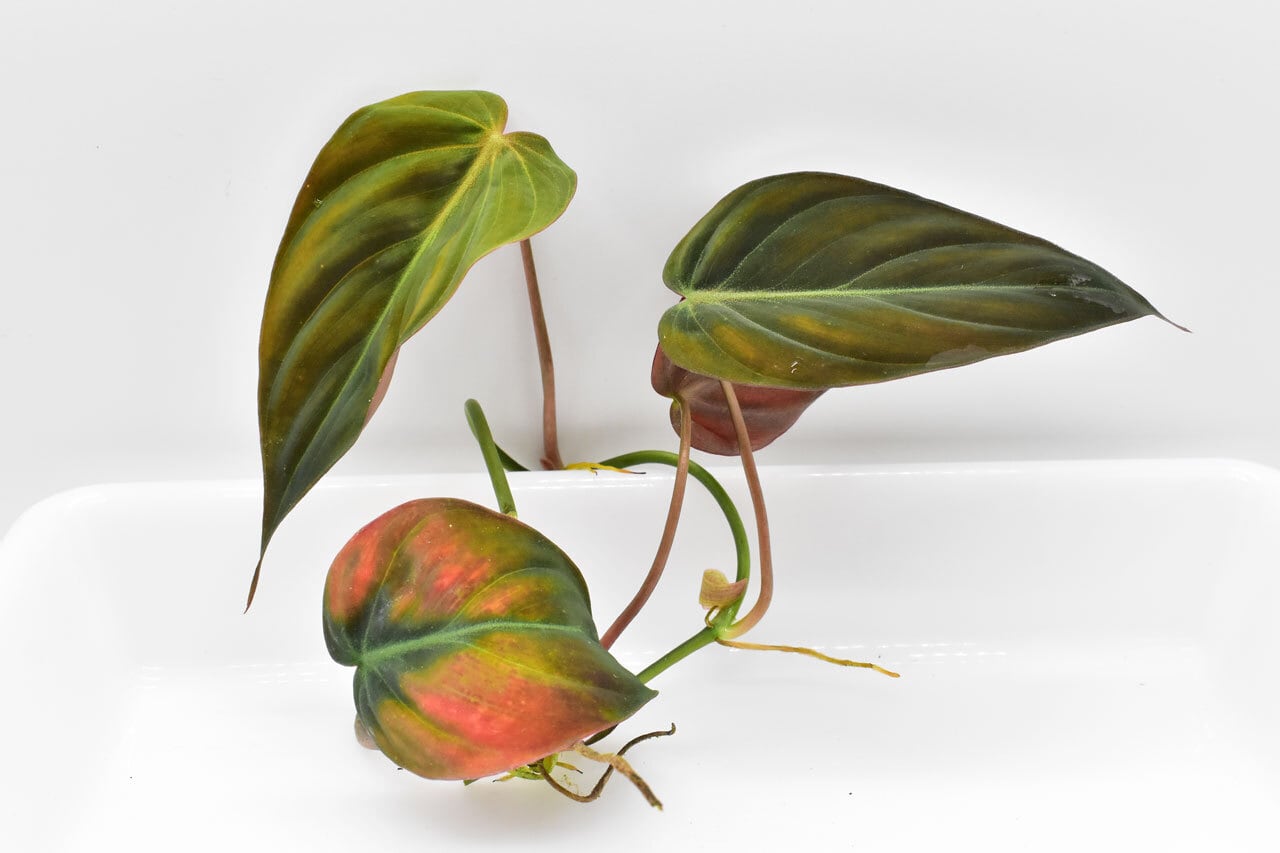 フィロデンドロンミカンスピンク斑入り🌱 昨年秋に小さい株で我が家に