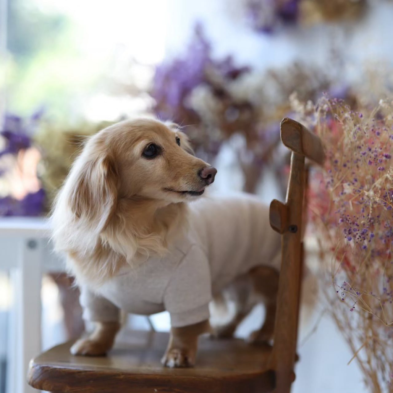 もっちりロンパース | カニンヘンダックスとミニチュアダックス専門の