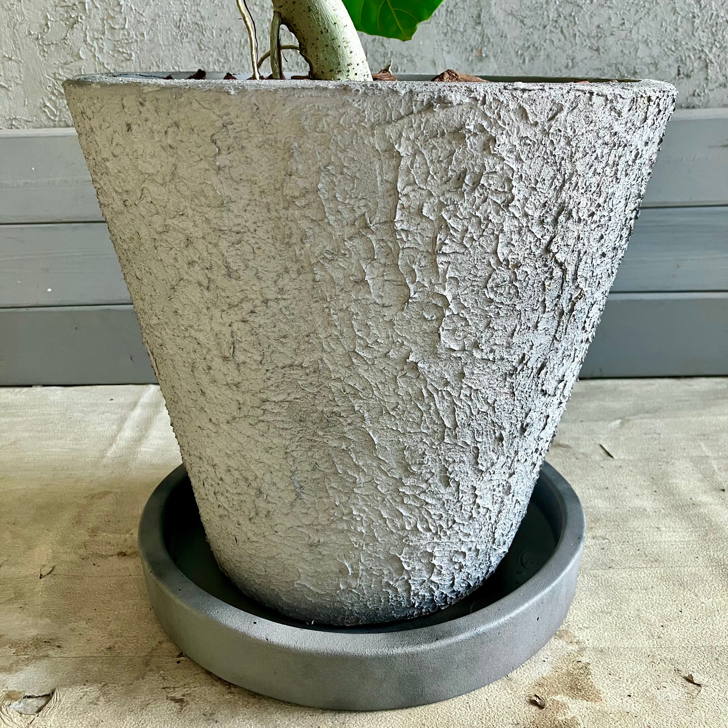 特大 幹太 フィカス ウンベラータ S字仕立て 陶器鉢 植え込み発送