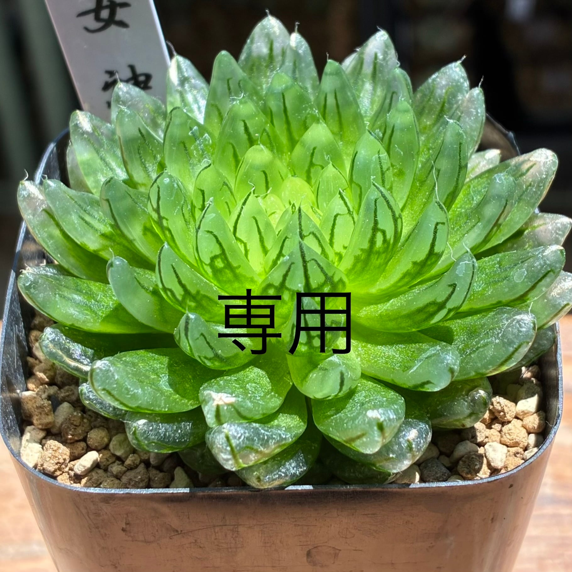 ハオルチア 魔界 | mocono_plants