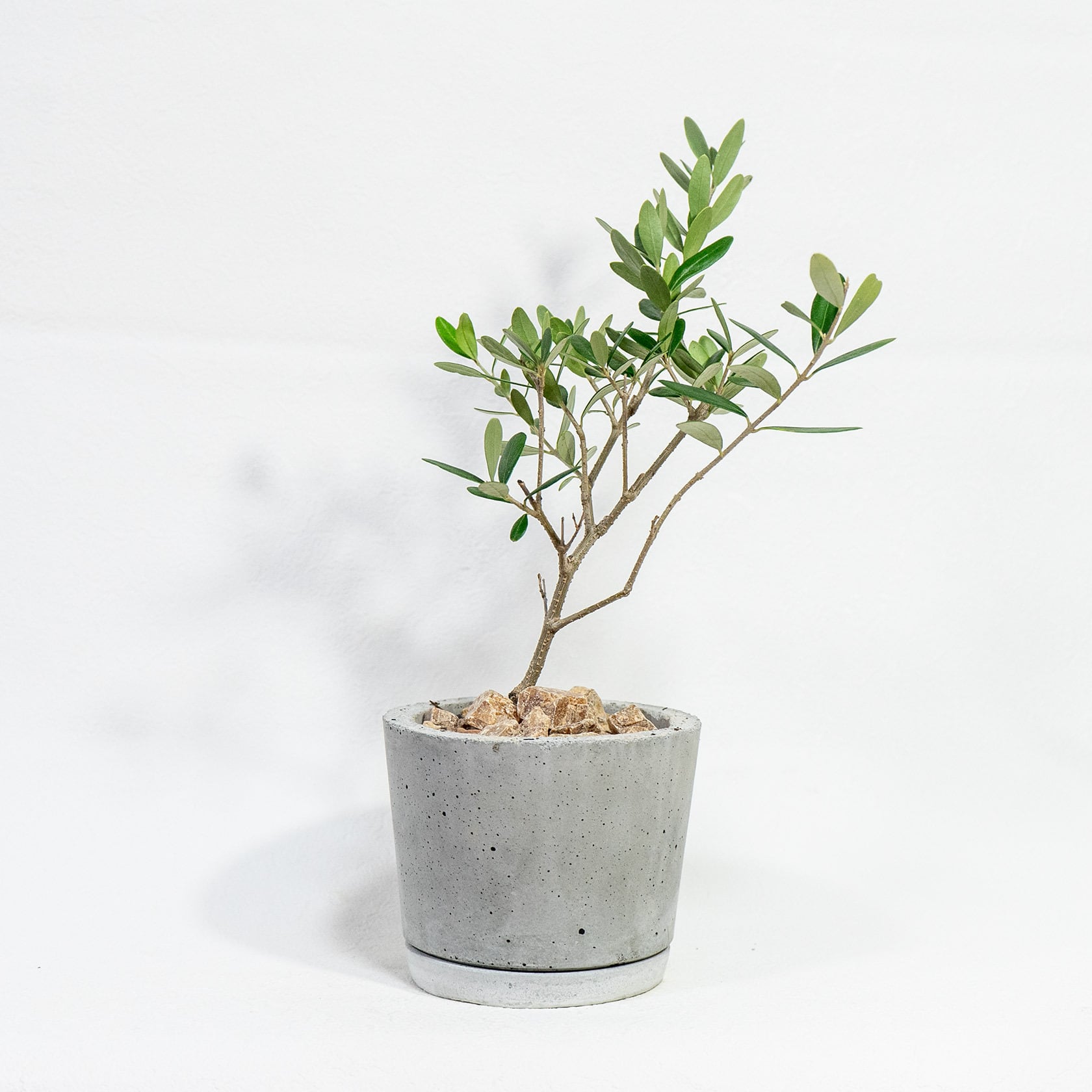 オリーブ②(塊根風仕立て)観葉植物