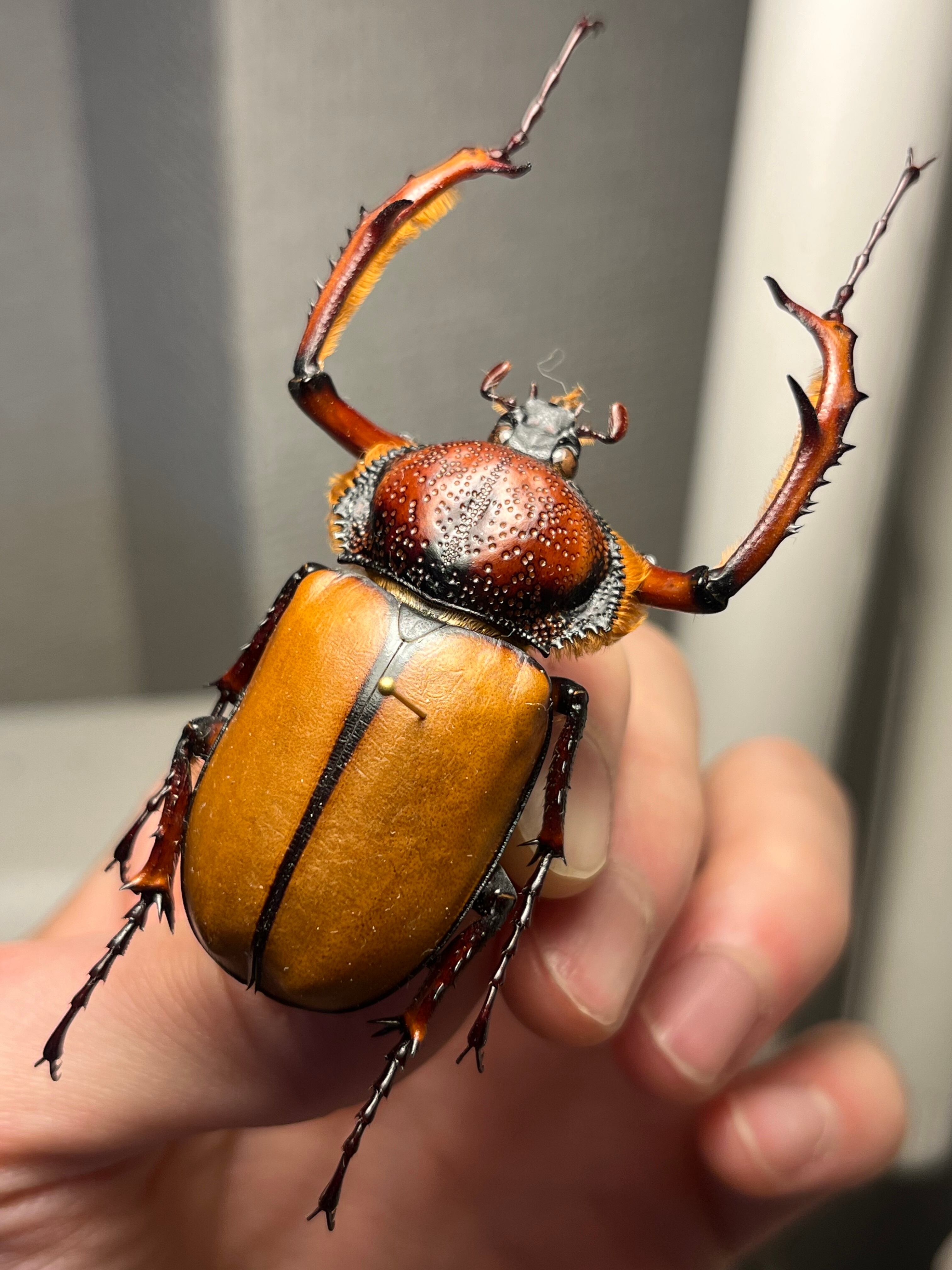 【49mm♂】ダビディヒメテナガコガネ 標本テナガカミキリ昆虫標本 甲虫 49mm♂】ダビディヒメテナガコガネ 標本テナガカミキリ昆虫標本 甲虫