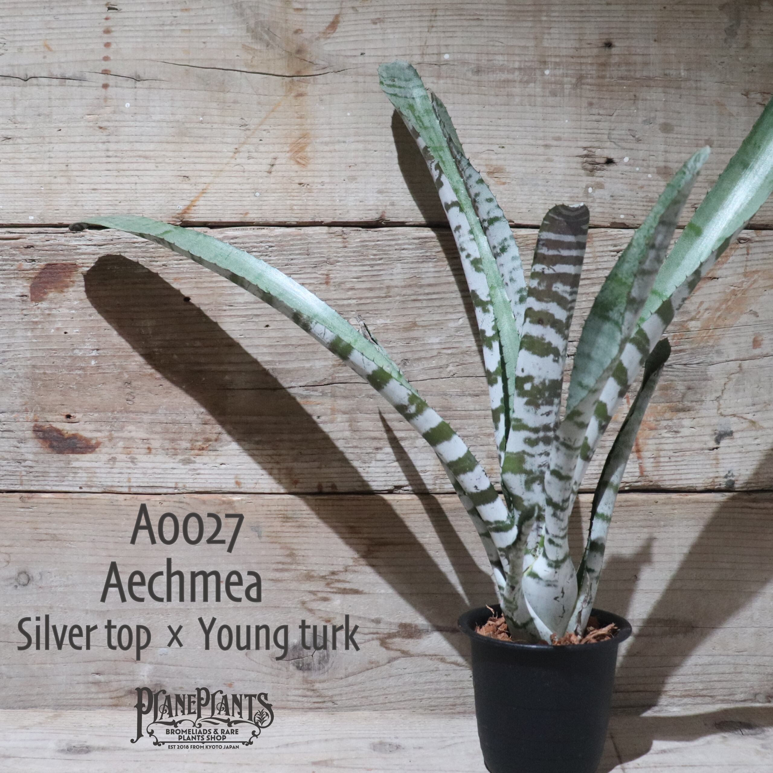 【送料無料】Aechmea 'Silver top' × 'Young turk'〔エクメア〕現品発送A0027
