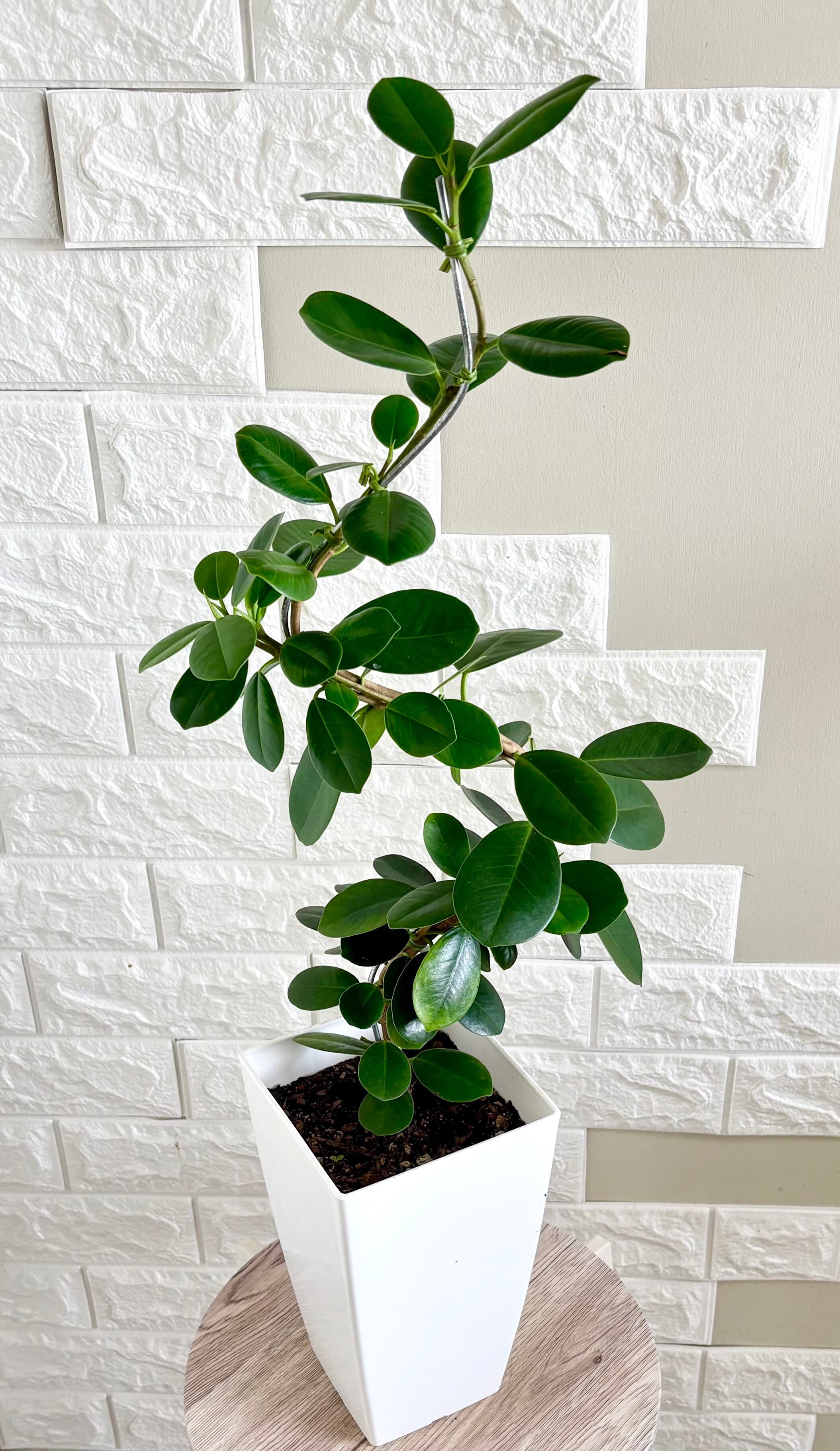 現品】ツピタンサス シェフレラ・ピュックレリ 7号鉢 観葉植物 | 観葉