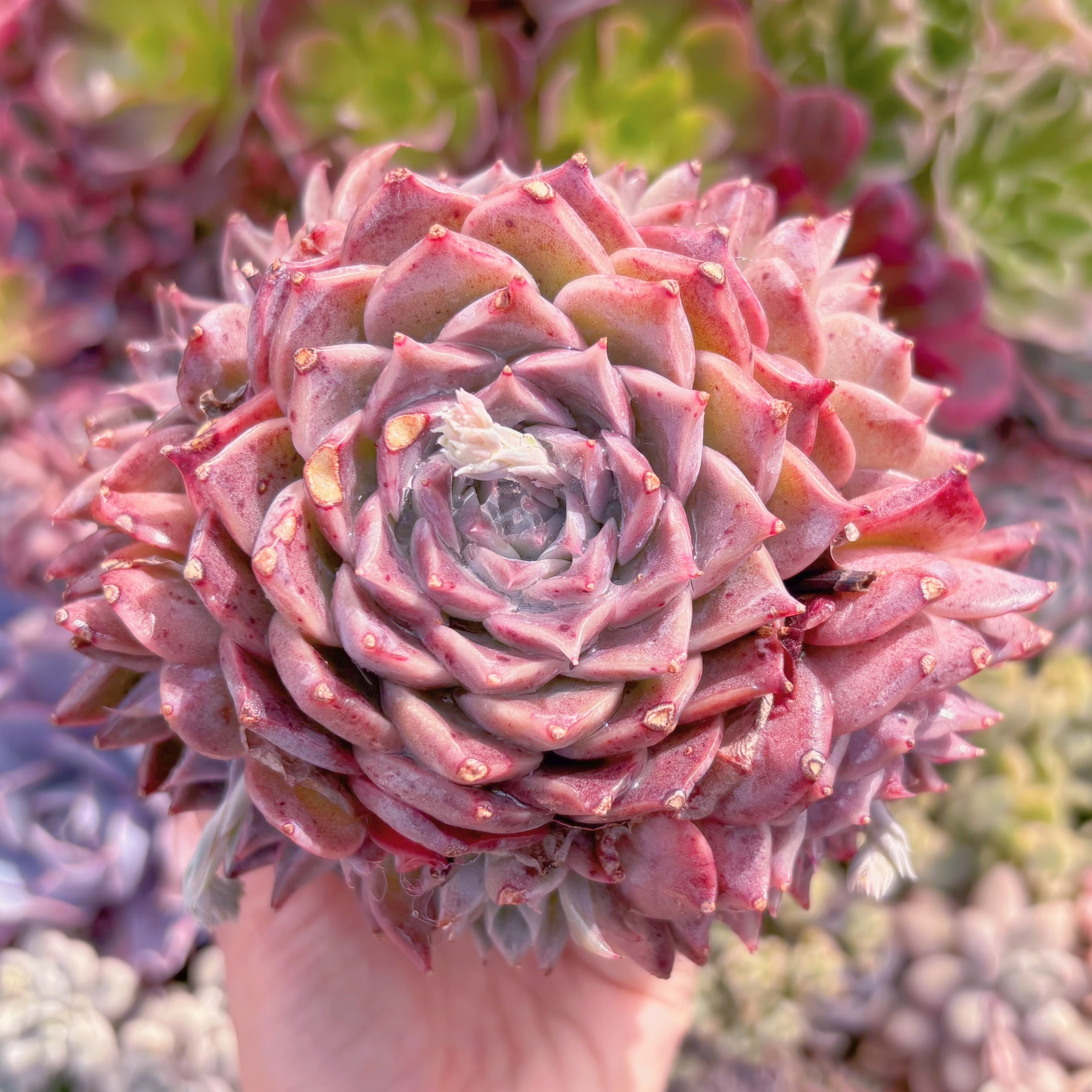 現品　沙羅姫#601　大群生　るる農園