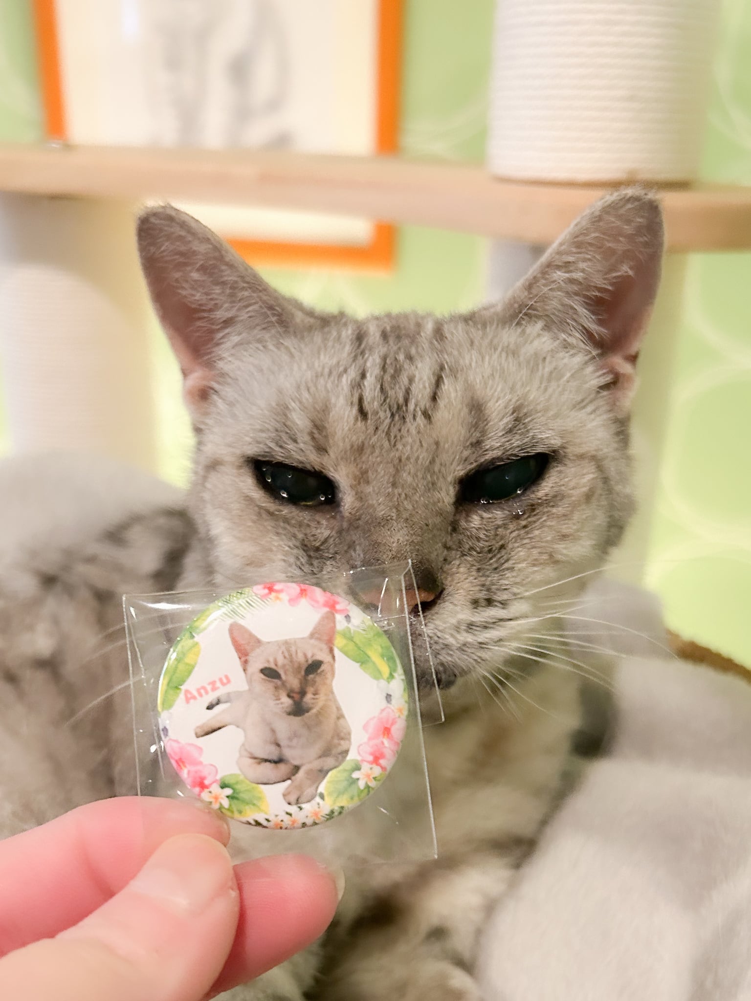 在籍猫スタッフたちのオリジナル缶バッジ♪ 各種 | ねこｶﾌｪなる ｜長野