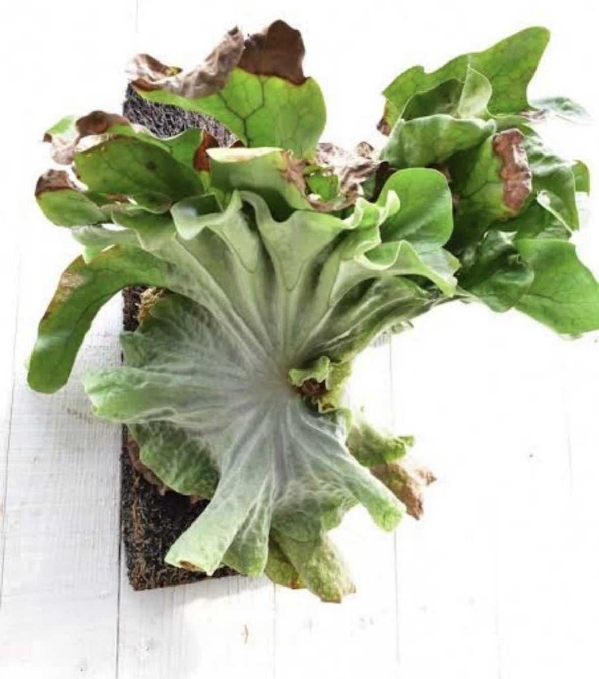 a) P. superbum dwarf ビカクシダ スパーバム ドワーフ | vandaka plants