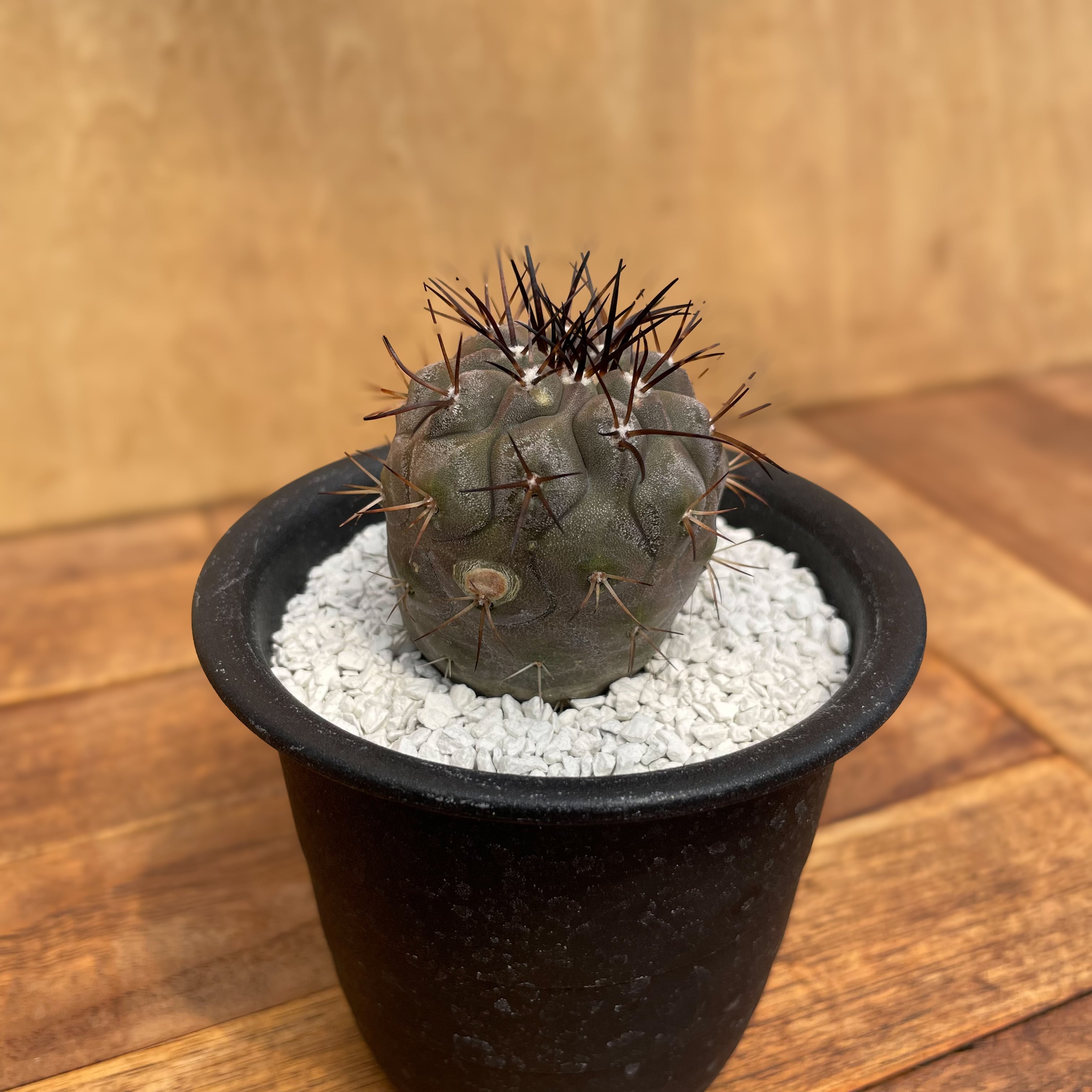 ●Copiapoa cinerea コピアポア・シネレア 黒王丸 実生 コピアポア シネレア 黒王丸（実生） | hanayoshi-botanical