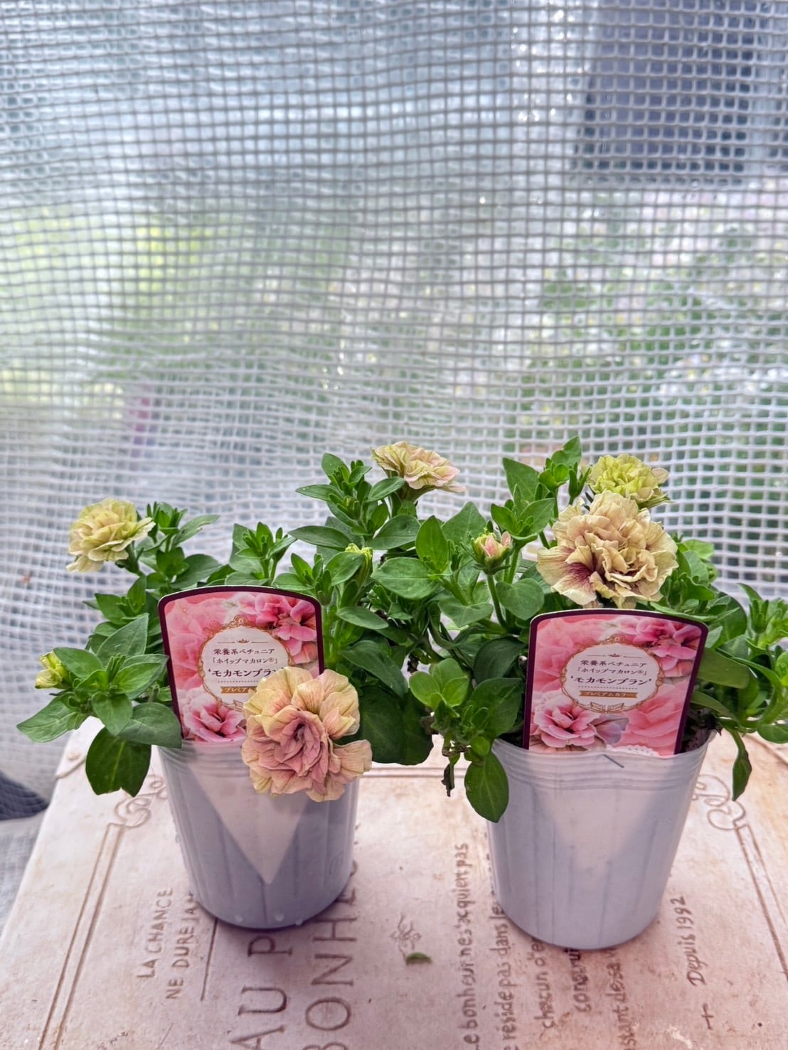 送料無料 花日和さんのペチュニア6ポットセット | 寄せ植え屋ゆっこはん