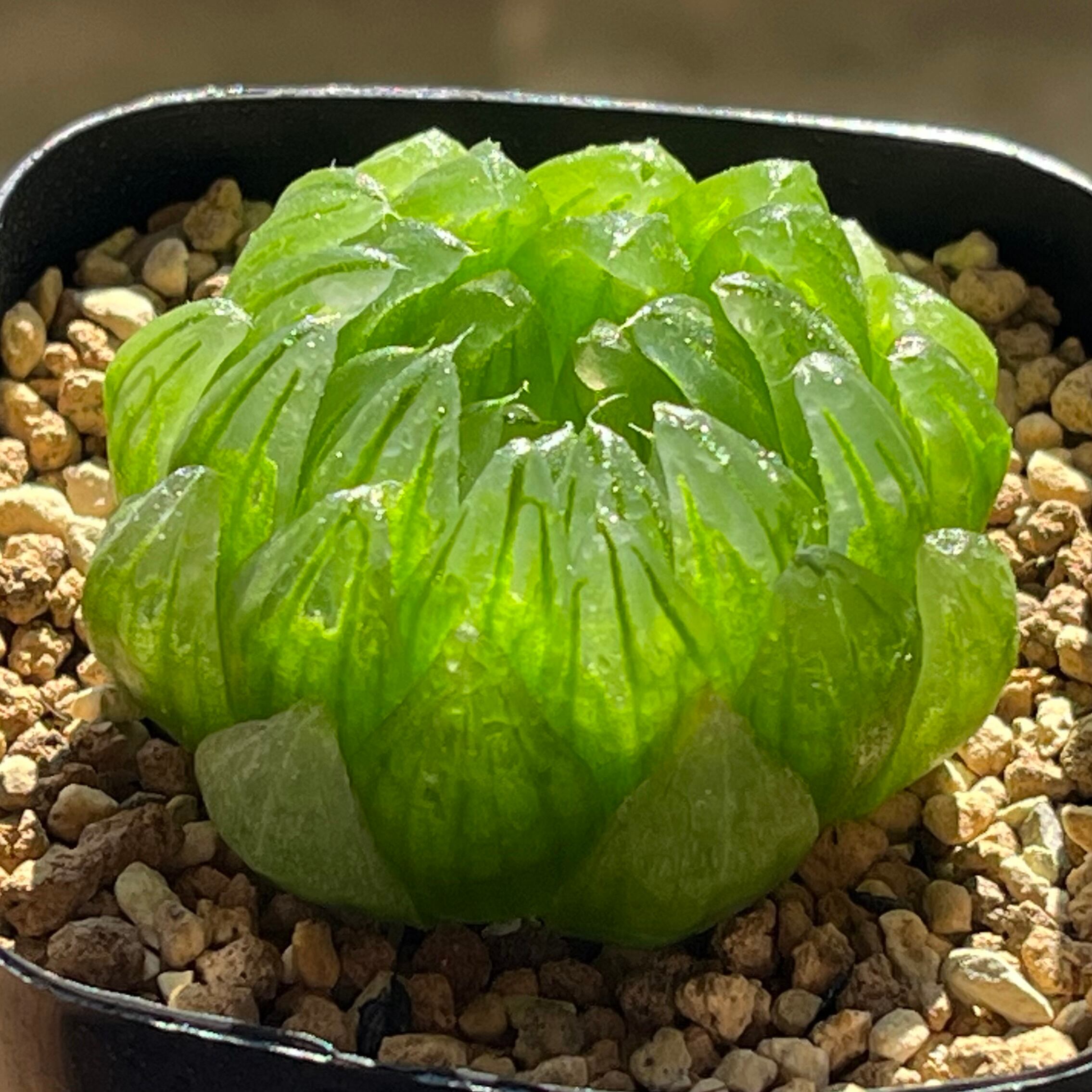 ALL ITEM | mocono_plants