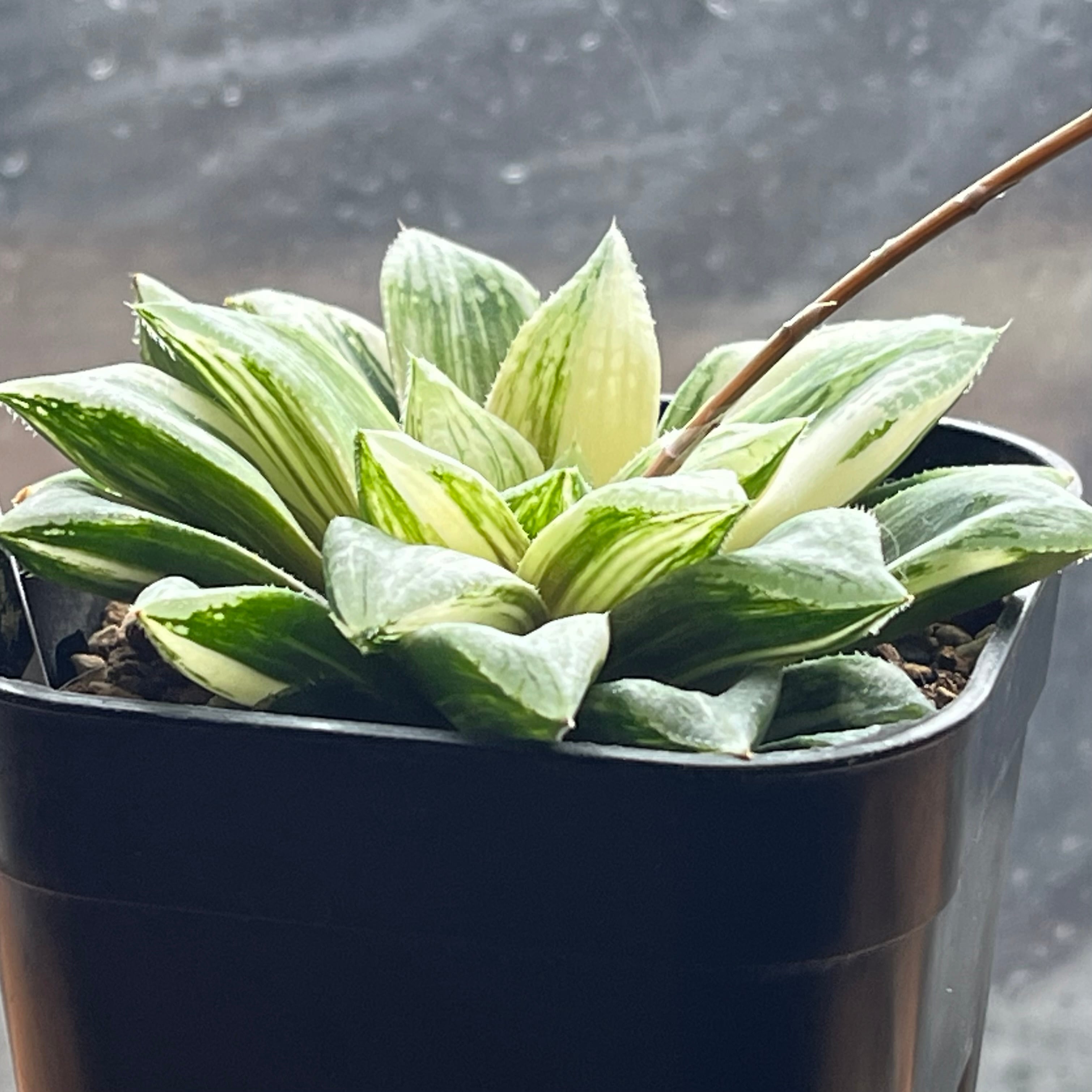 ハオルチア オブツーサ交配種錦 望 | mocono_plants