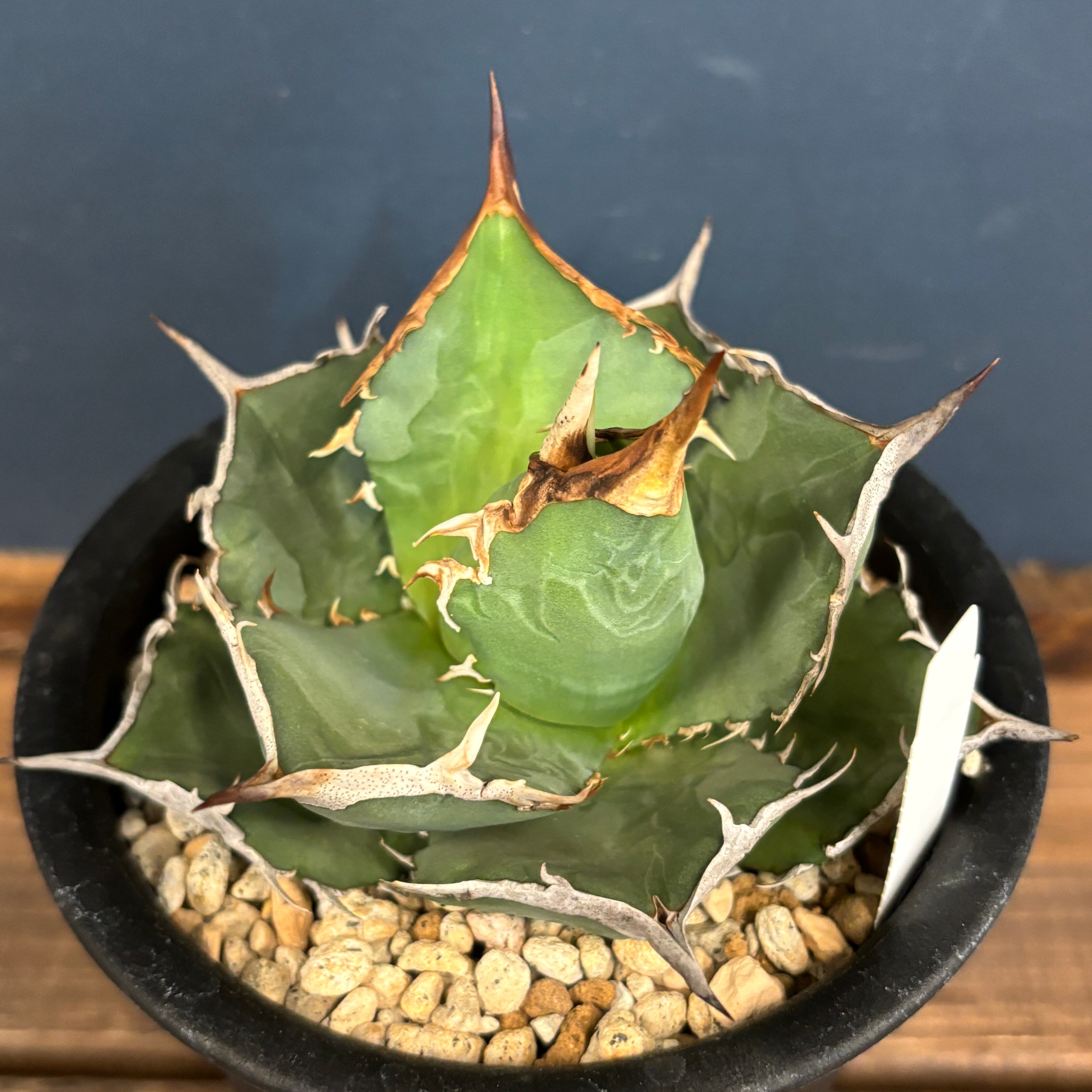 アガベ チタノタ 巨獣【935】 | PROTOLEAF プロトリーフ