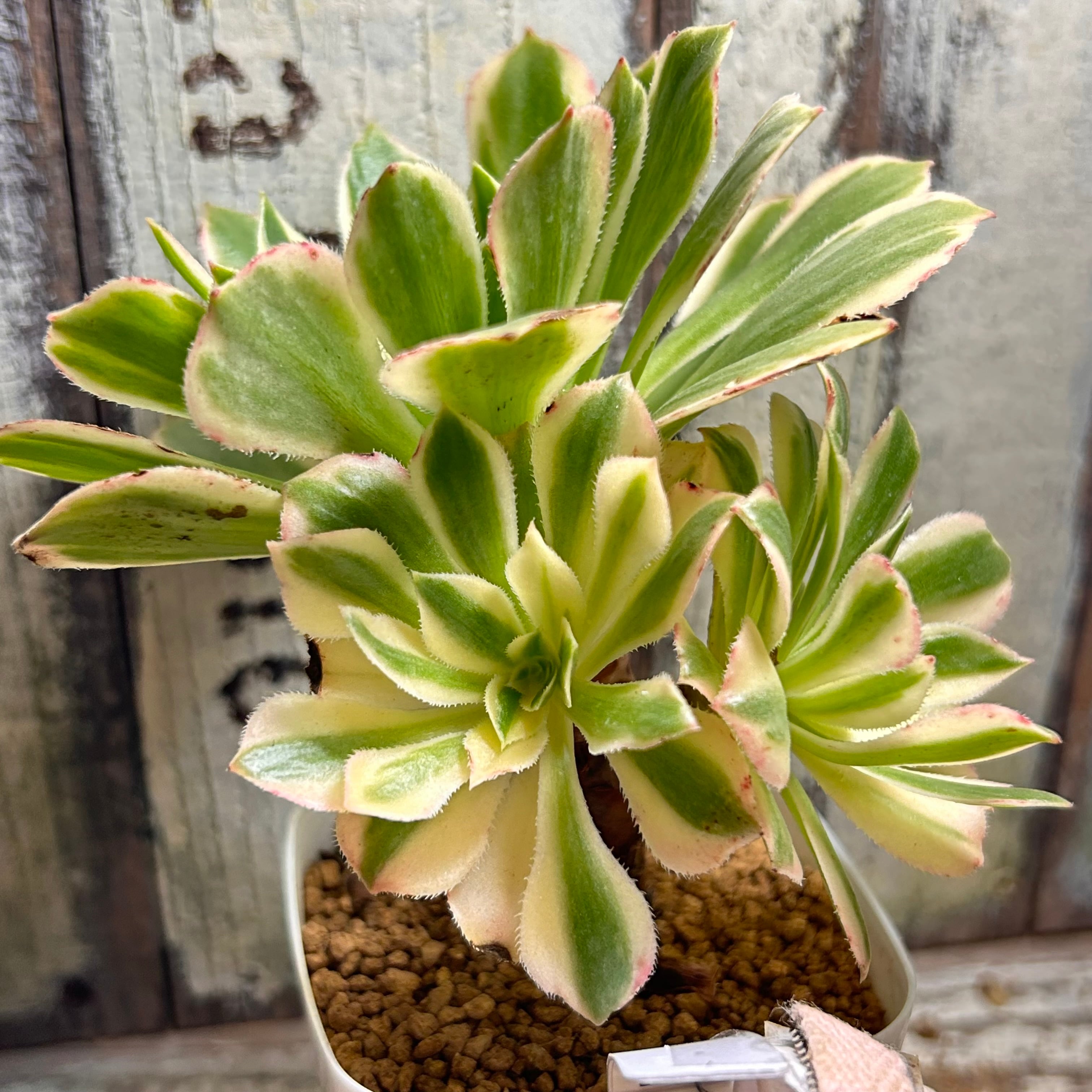 多肉植物アエオニウム❤シムシー錦❤️ グリーンカシミヤ錦 アエオニウム | RuPo 多肉植物専門店