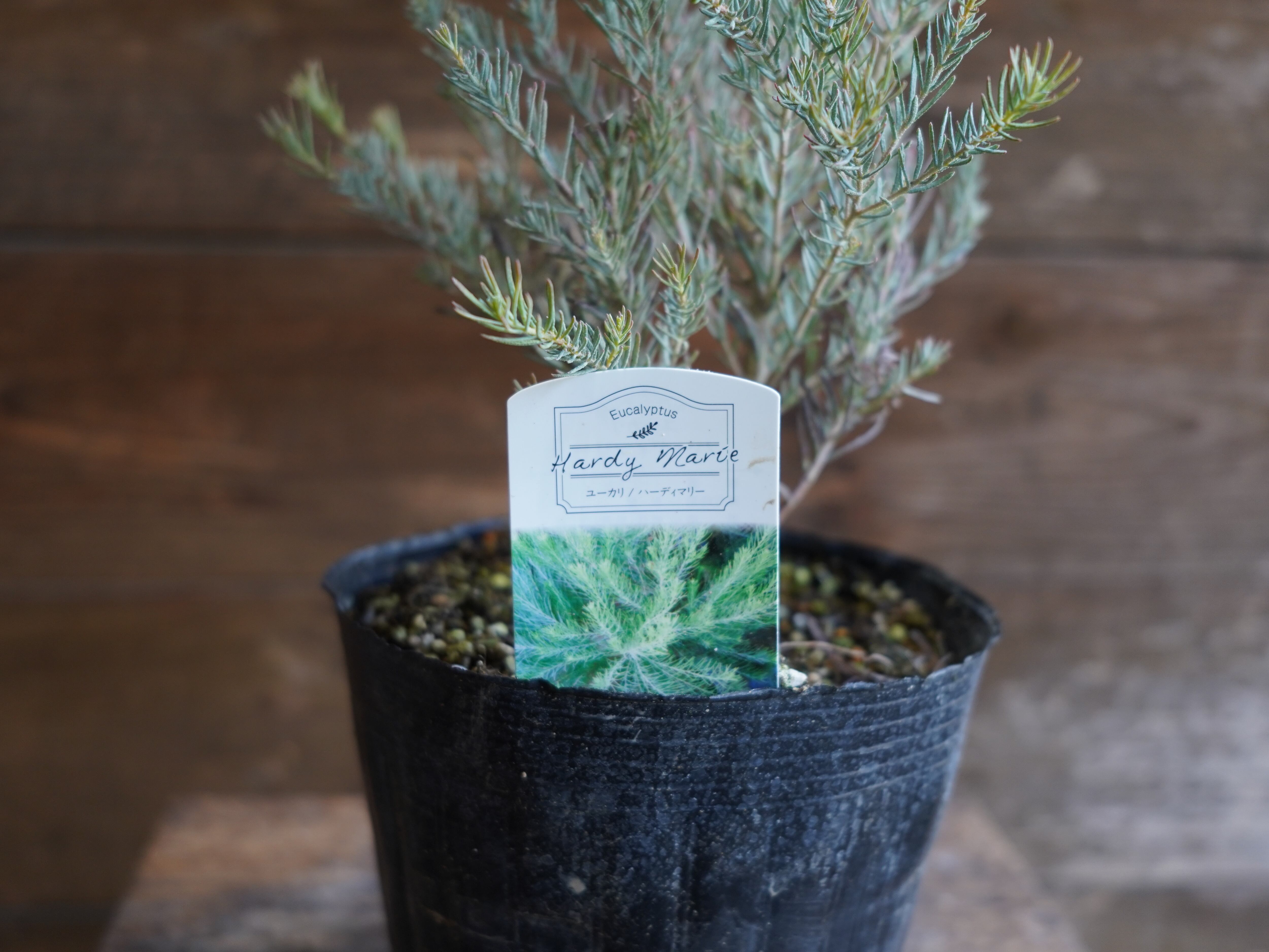 【現物】ユーカリ ”フォーマニー” C