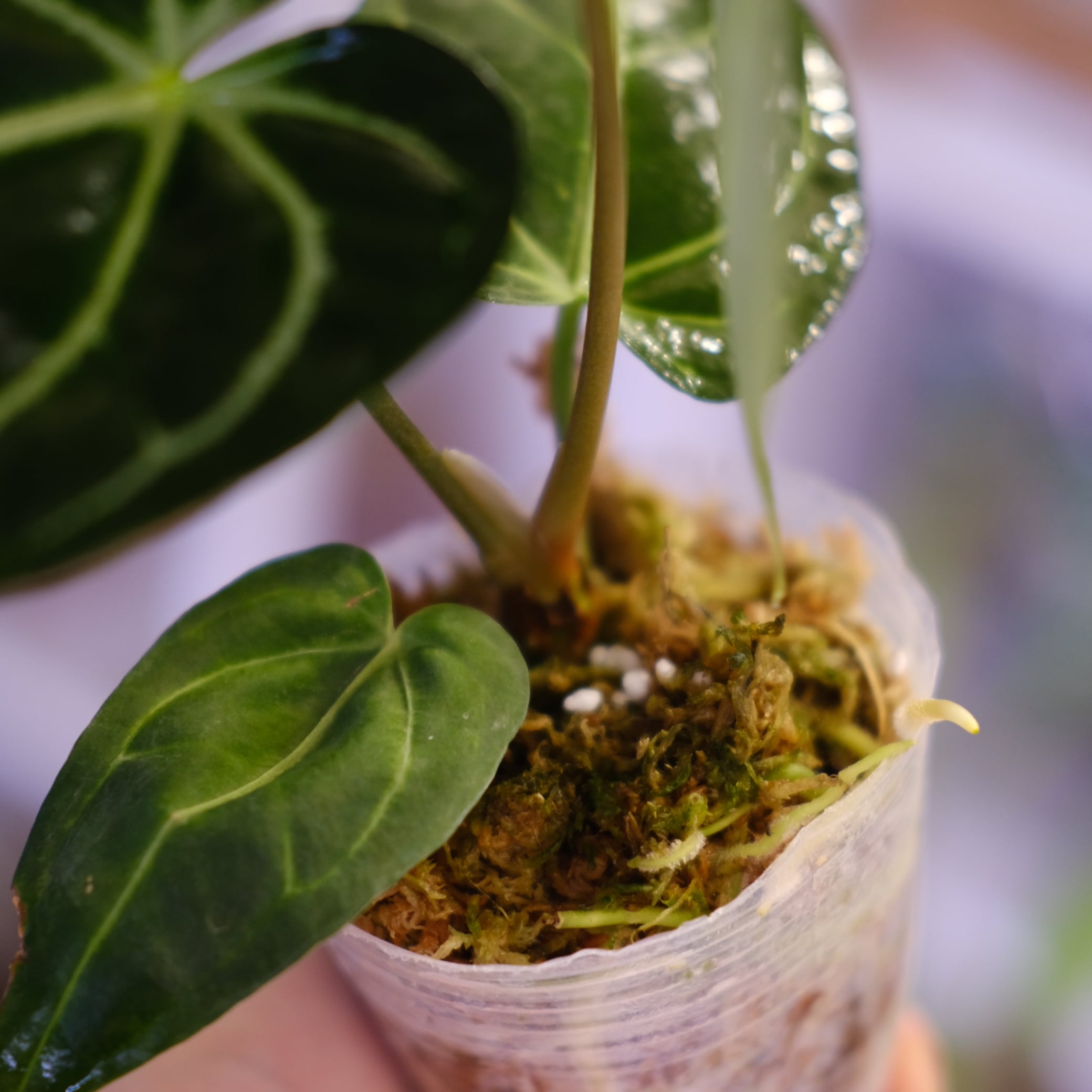 アンスリウム・レガレ（Anthurium regale）　② Anthurium Regale｜アンスリウム・レガレ②｜観葉植物 | tokyoplants