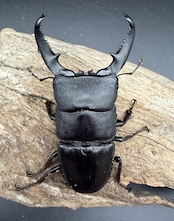 【WD】《パラワンオオヒラタ マンタリンガハン産 85mm A’品ペア》