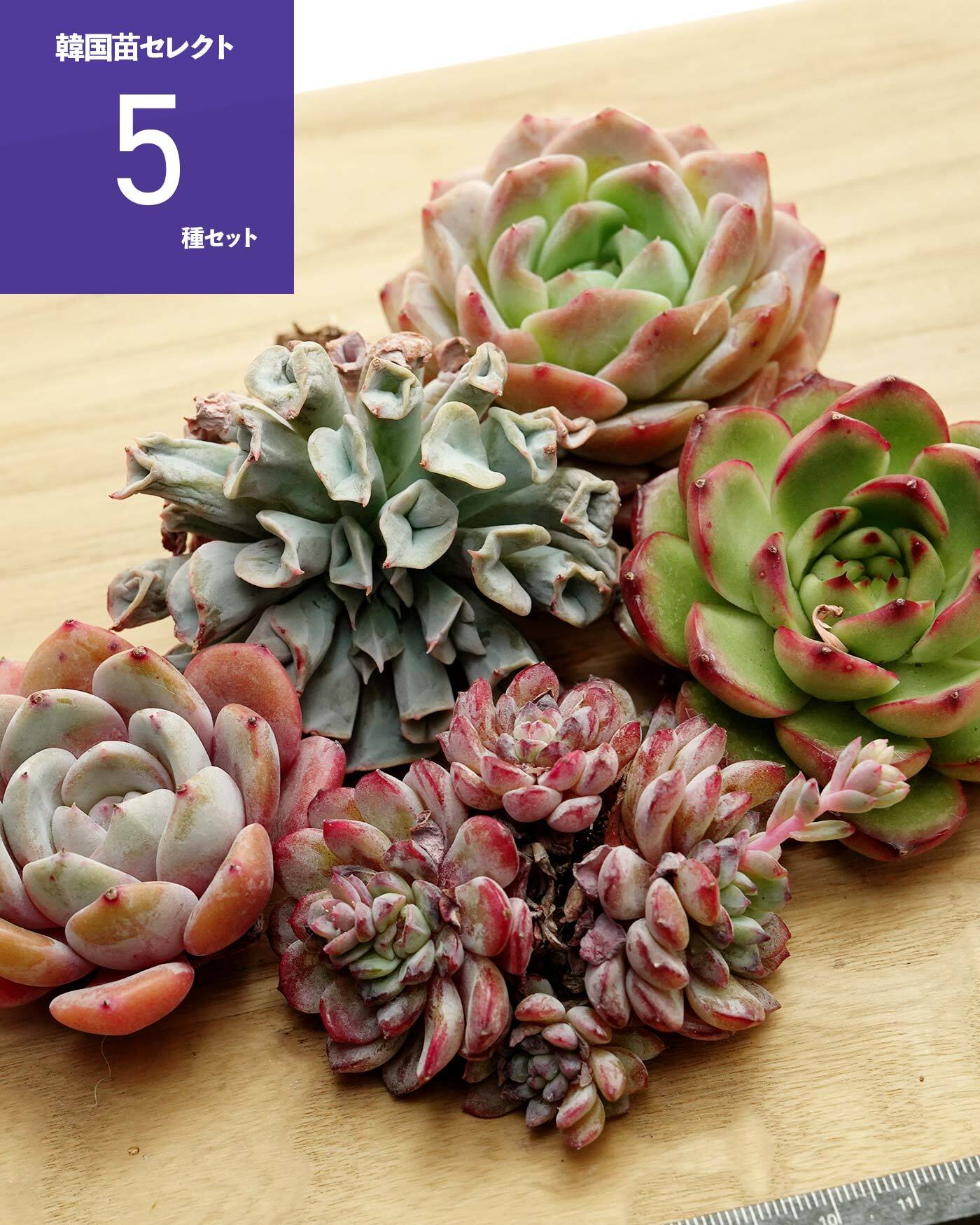 抜き苗 ブルーローズ錦 Echeveria 'Blue Rose Variegated' | PUKUBOOK