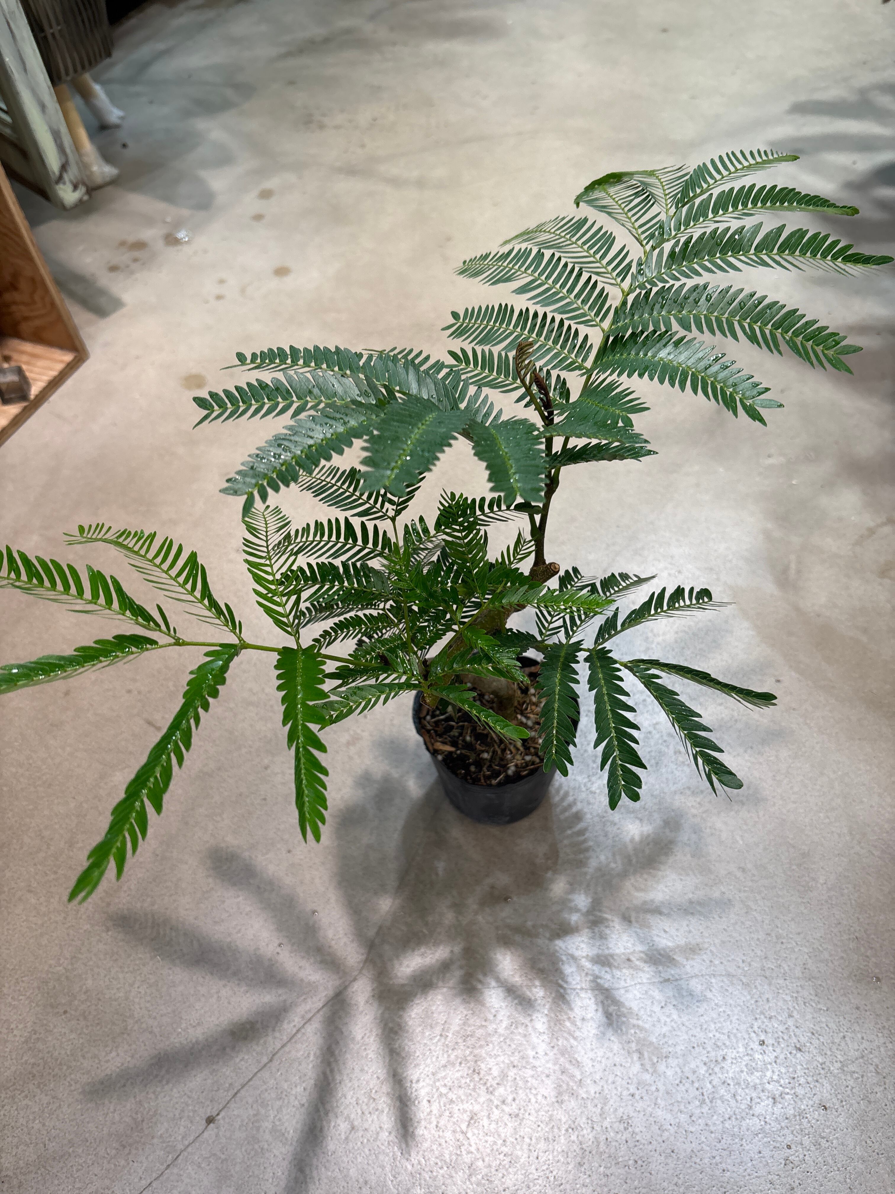 コルジリネ ジニーサイクロン | MIDORIYA 観葉植物専門店
