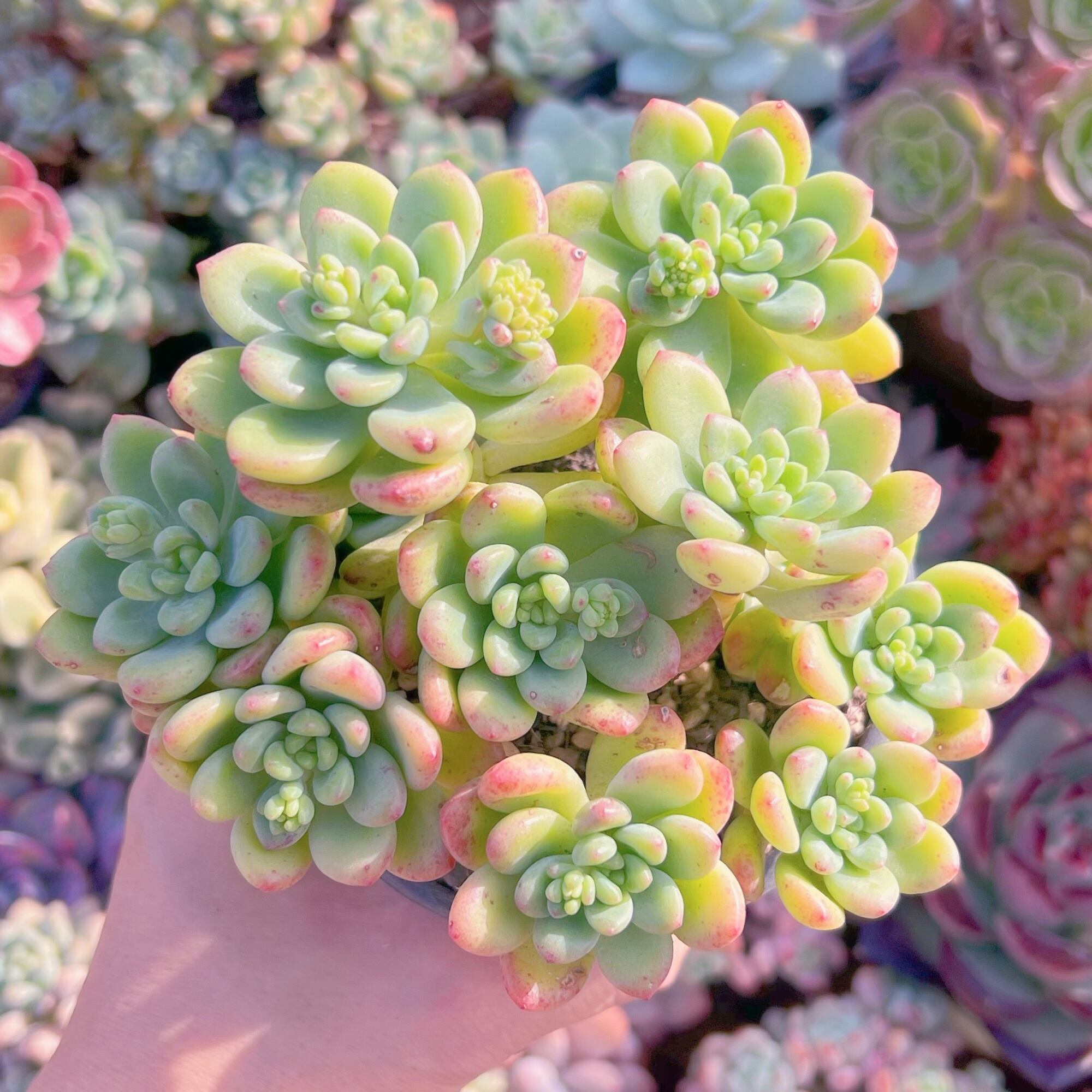 現品　シャングリラ#006　新入荷　るる農園