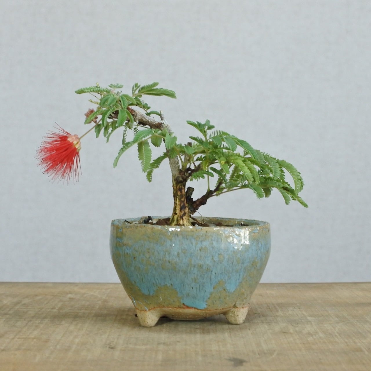 ネムの木盆栽、ピンクの花と葉が特徴の盆栽 ねむの木(赤花） |