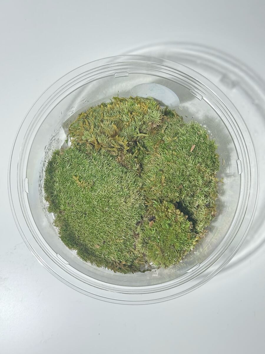 ホソバオキナゴケ〈Sサイズ〉