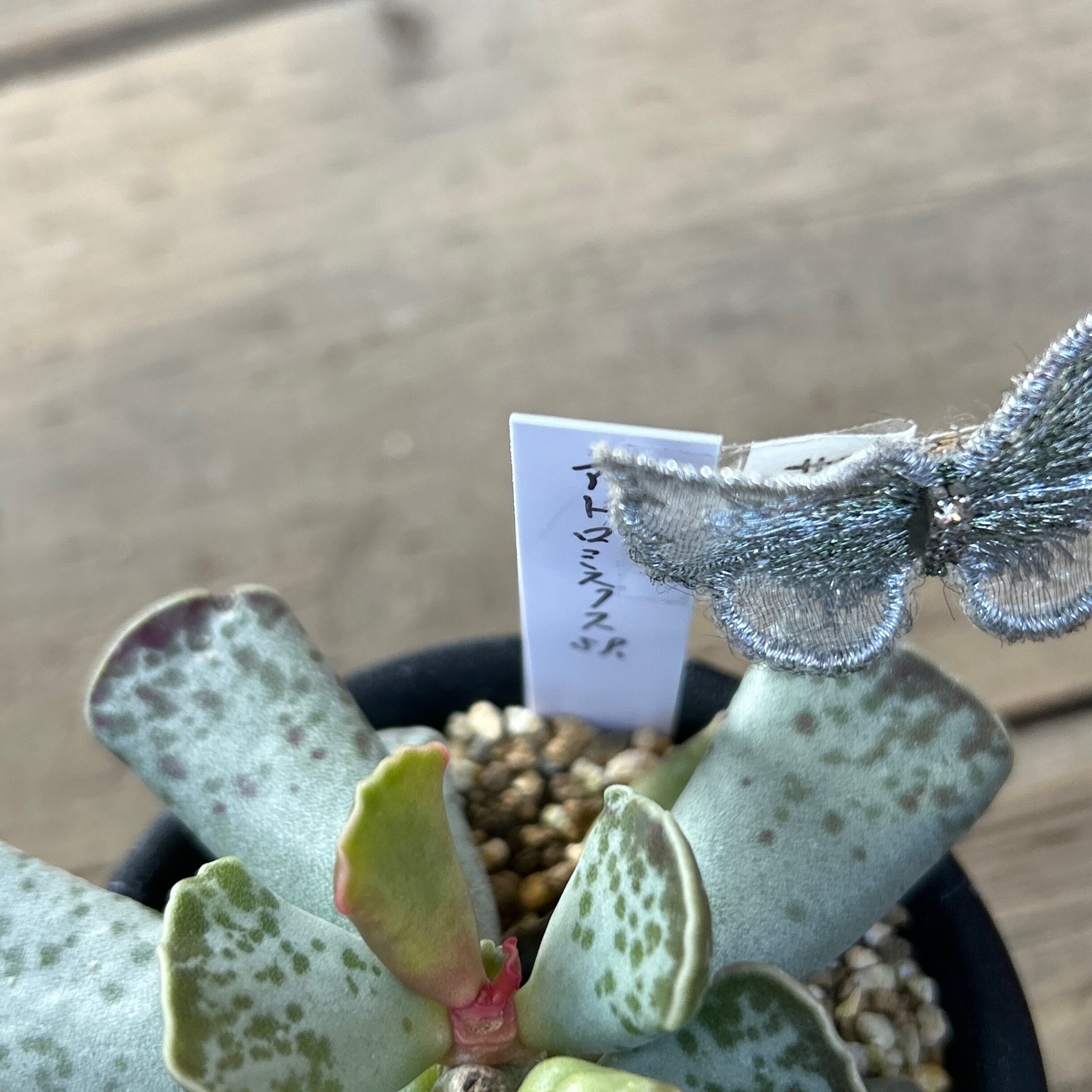 アドロミスクス 原種苗 60種類以上セット 速達 アドロミスクス 原種苗