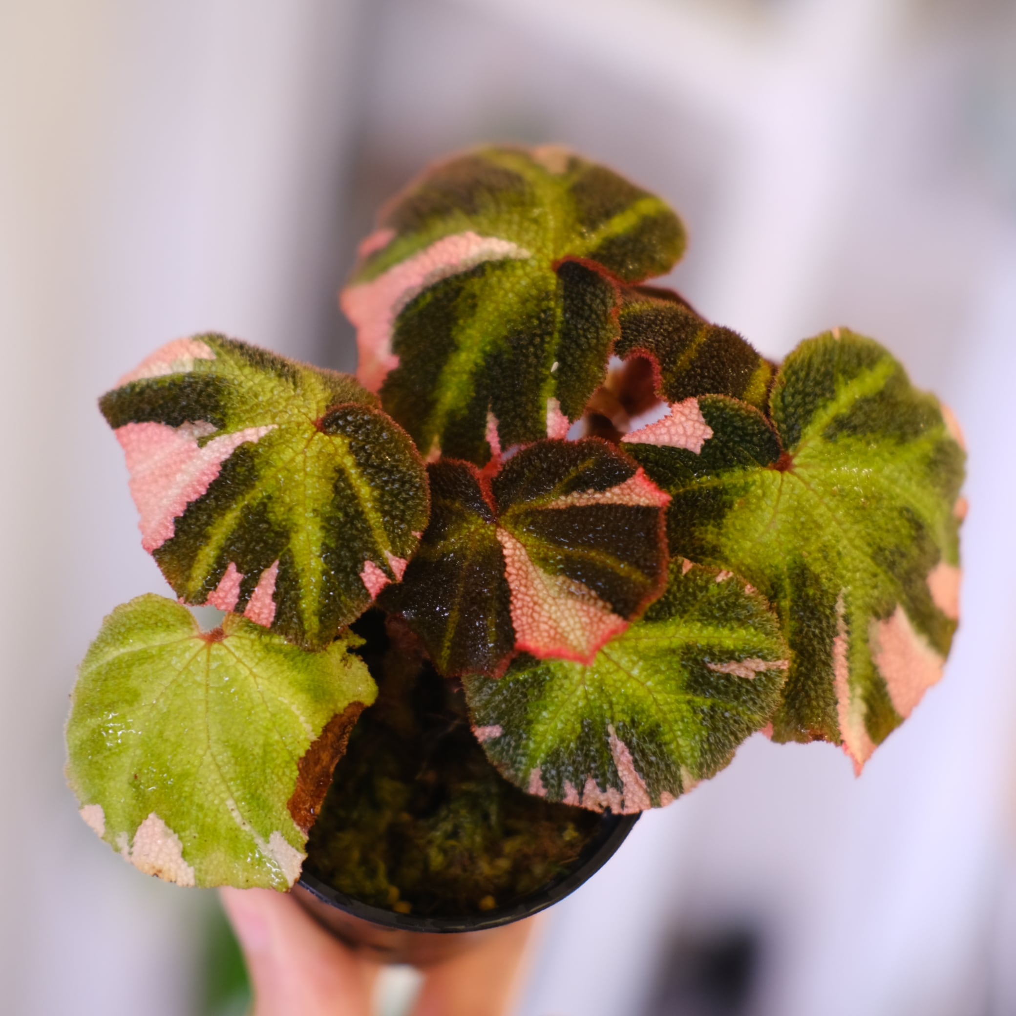 ベゴニア / Begonia | tokyoplants / 観葉植物専門店