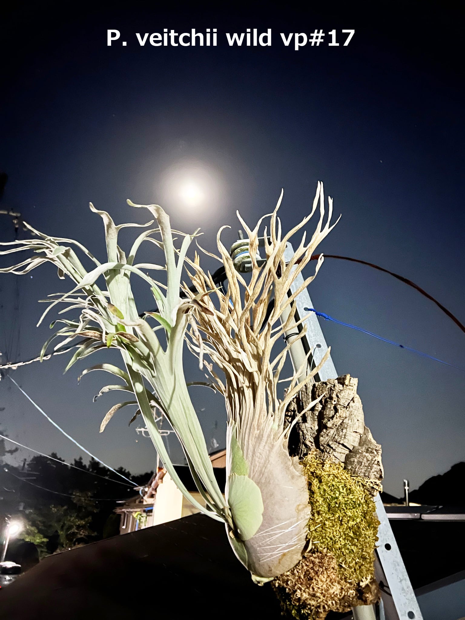 P. 'Shine Gloria' 'シャイングロリア' | vandaka plants