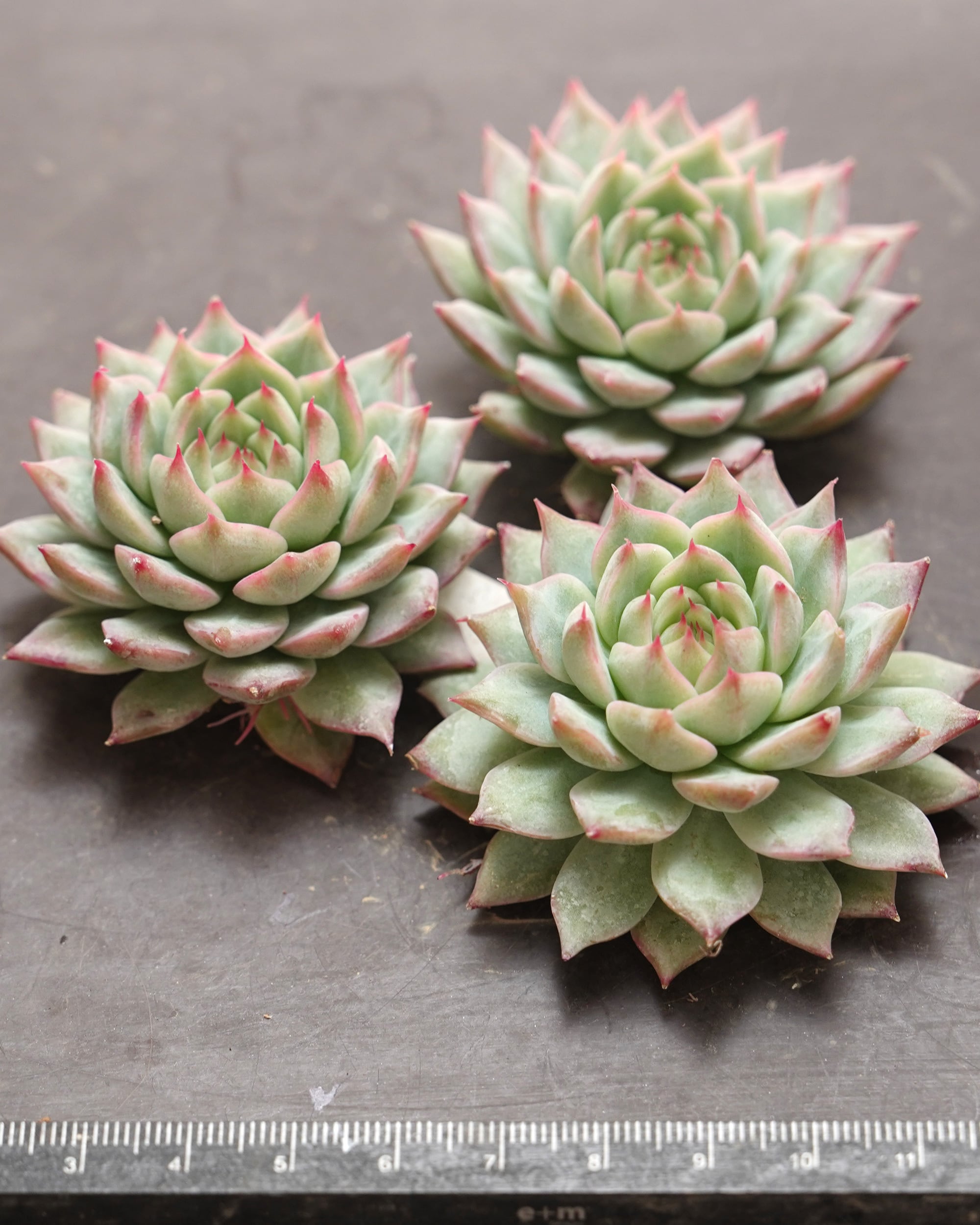 発根済カット苗 ティッピー Echeveria 'Tippy' | PUKUBOOK SUCCULENTS