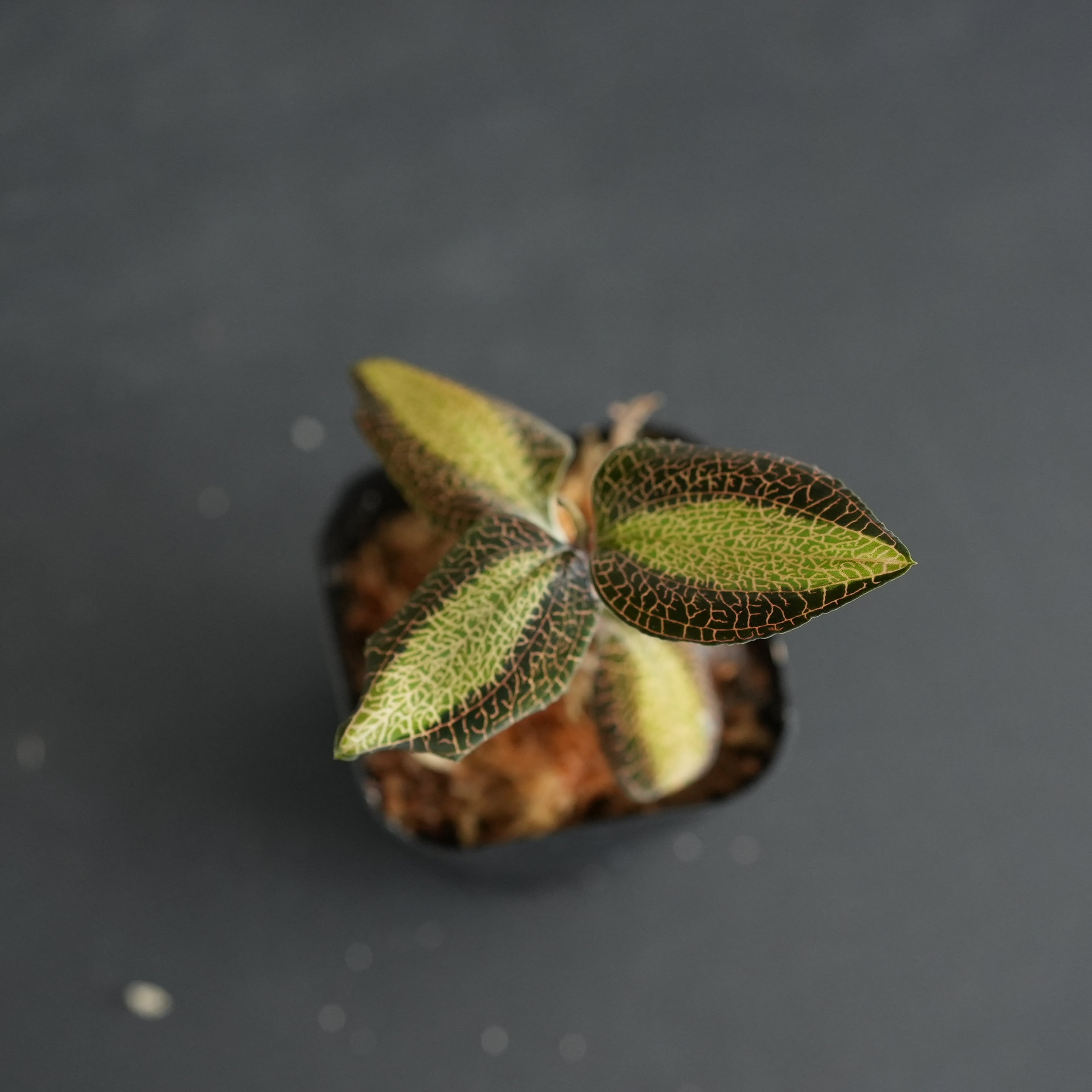 ◇現品◇Anoectochilus roxburghii 'Sunlight' 【ジュエルオーキッド