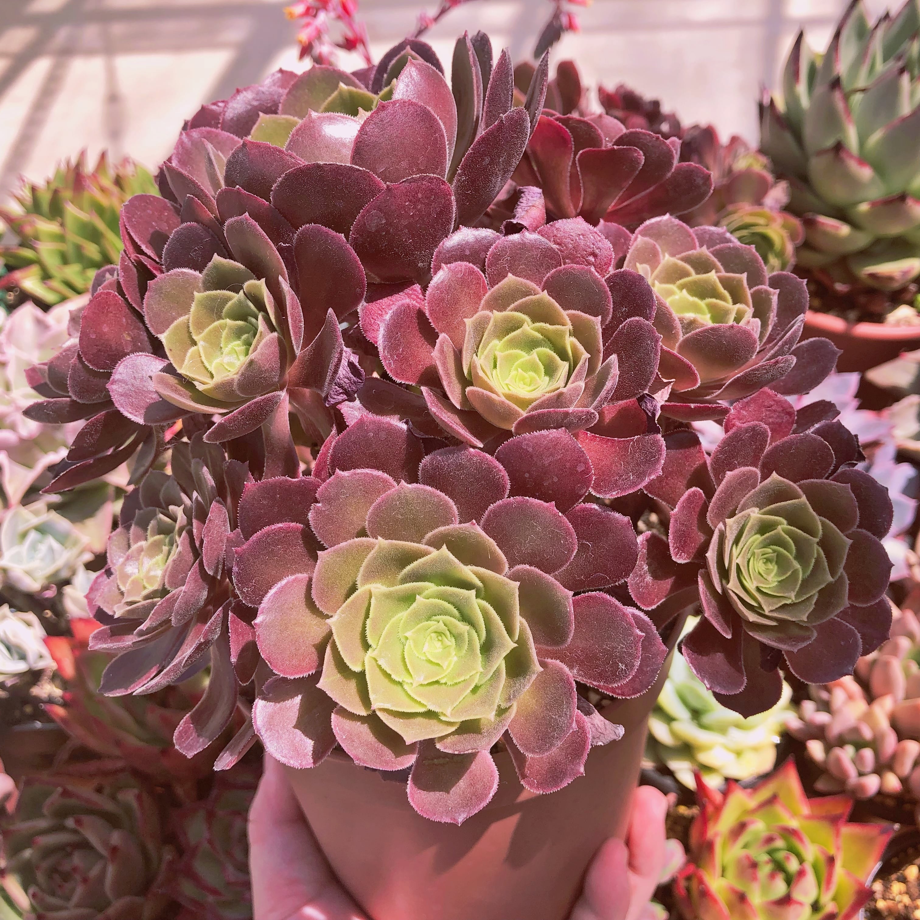 多肉植物 マジックローズ 特大群生 | るる農園~多肉植物専門