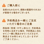 【2025年産】【11月発送】西条柿 3L 12玉（2.5ｋｇ） たしなみ