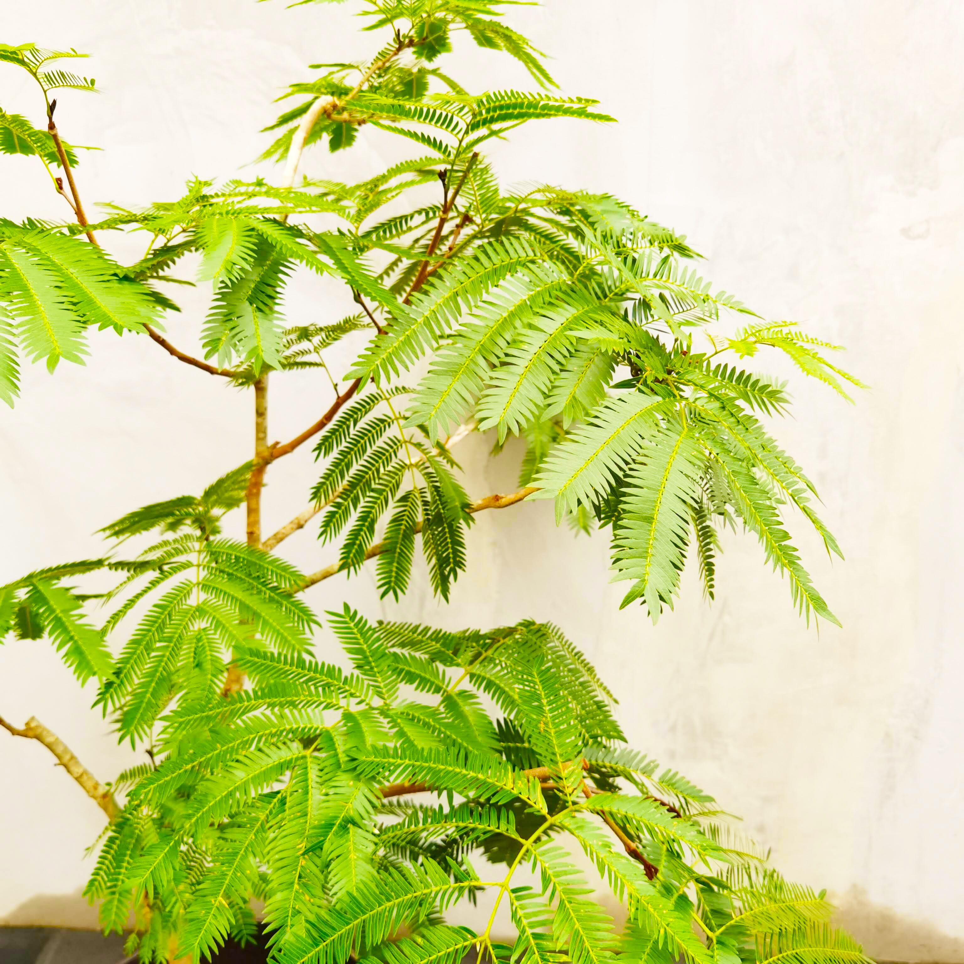 一点物 エバーフレッシュ 京阪神限定配達 6 6 And Leaf アンドリーフ 観葉植物 大阪市 インテリア 送料無料