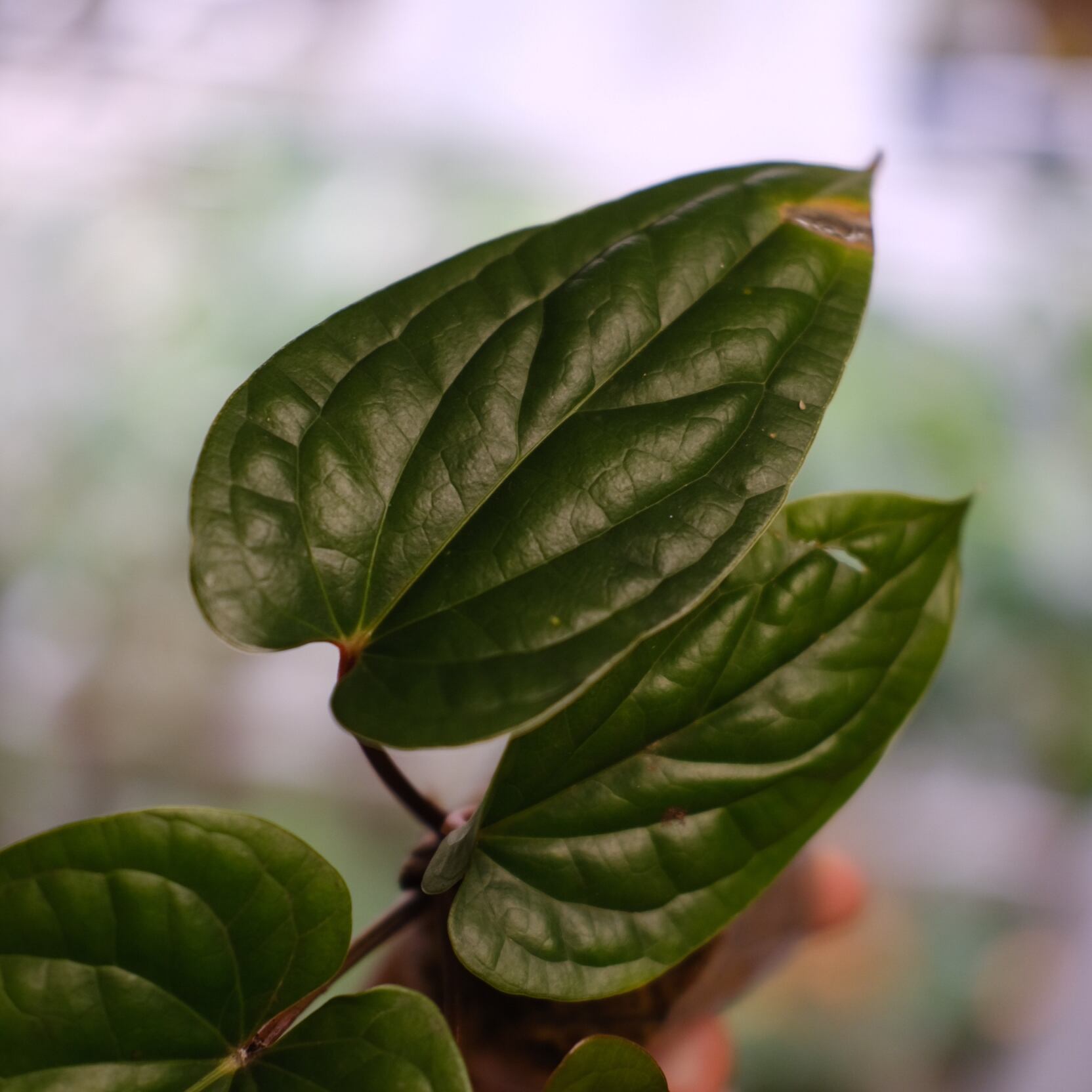 売上実績NO.1 アンスリウム Siri(A.radicans×A.dressieri Anthurium / シリ その他観葉植物