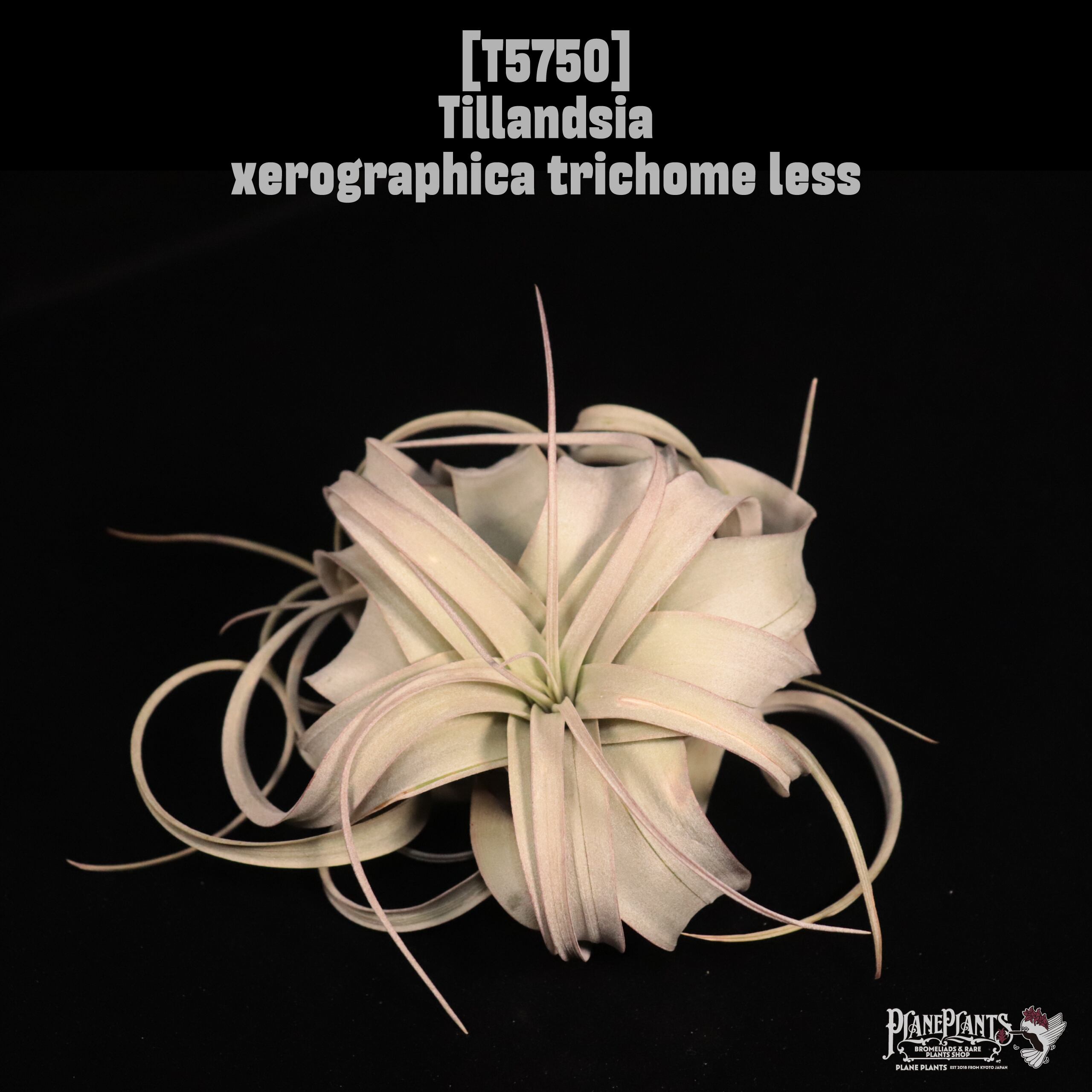 Tillandsia xerographica trichome less〔ティランジア〕T5750