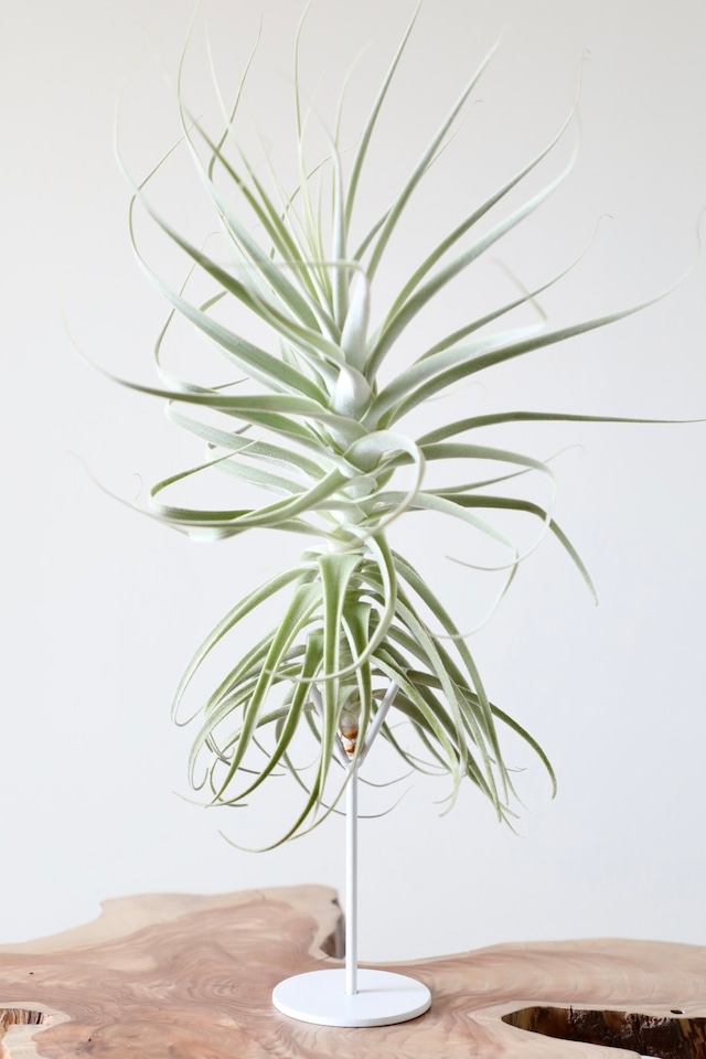 【希少】チランジア プルプレア/Tillandsia purpurea　銀葉種　※水やり頻度が少ない