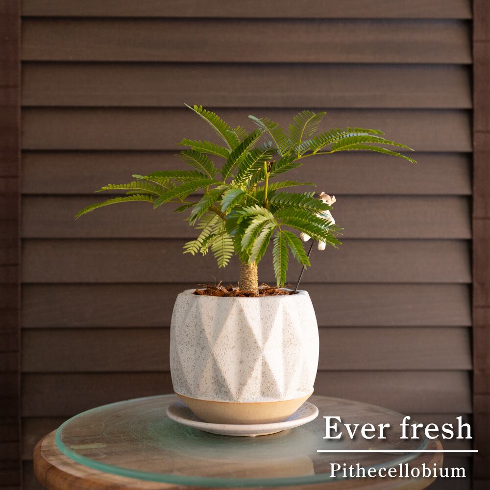 エバーフレッシュ 4号 陶器鉢 Ever fresh 観葉植物 盆栽 1004GY