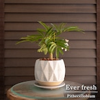 エバーフレッシュ 4号 陶器鉢 Ever fresh 観葉植物 盆栽 1004GY
